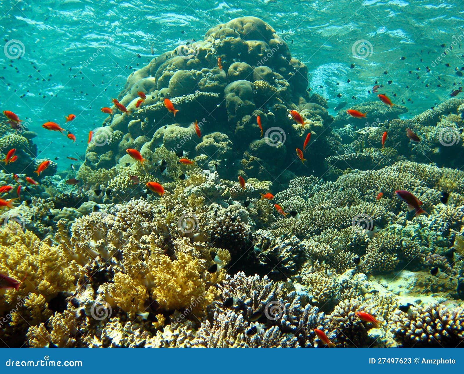 Coral Garden stock image. Image of hovering, hard, corals - 27497623