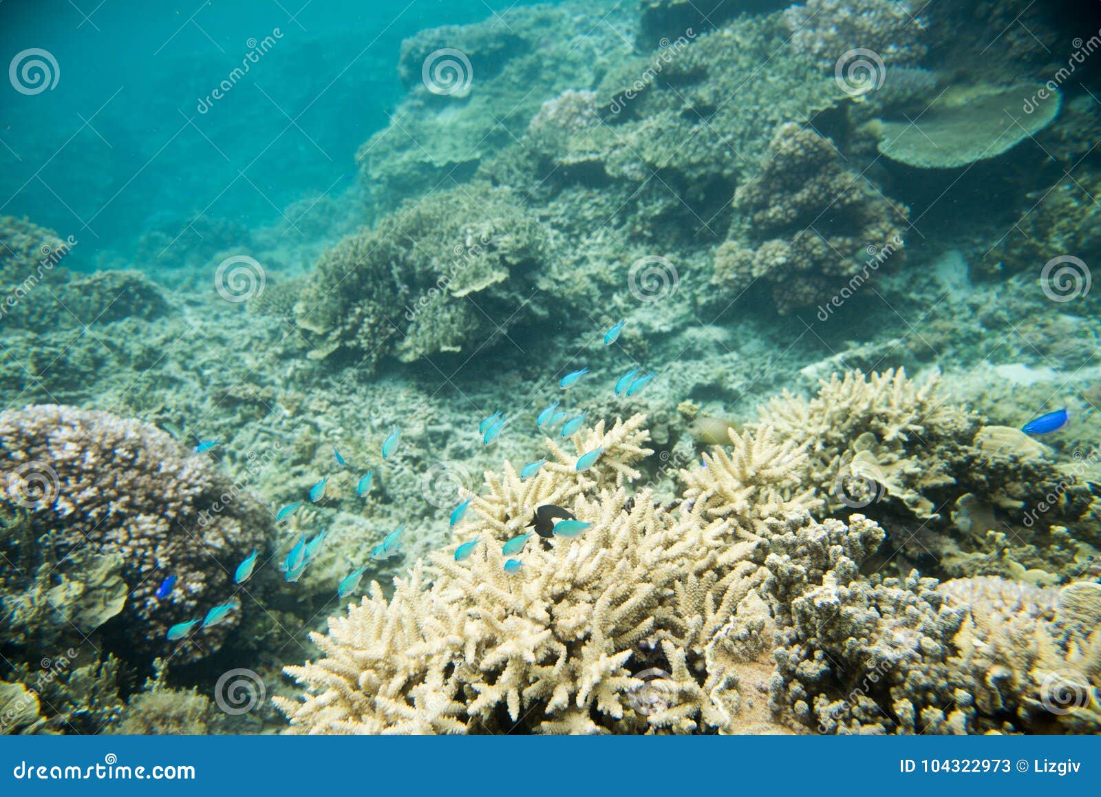 Coral Garden And Marine Life In The Pacific Ocean Stock Image