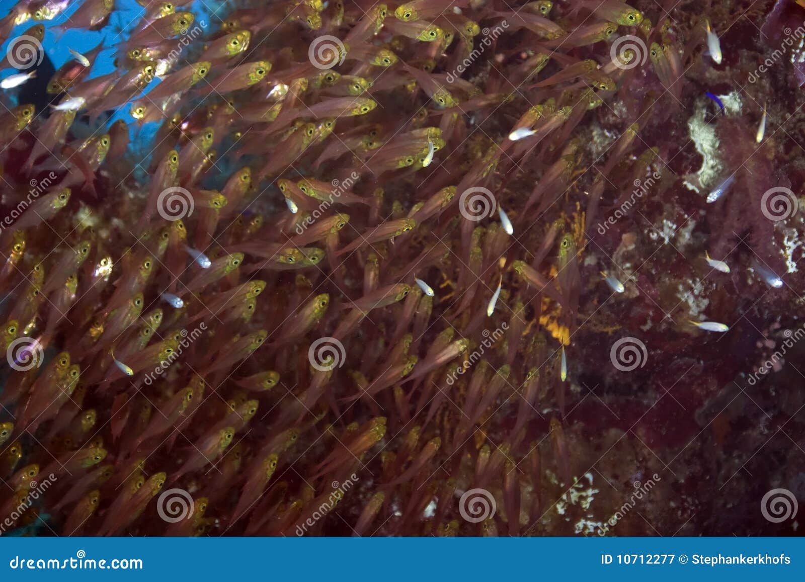 free download glassfish free download glassfish