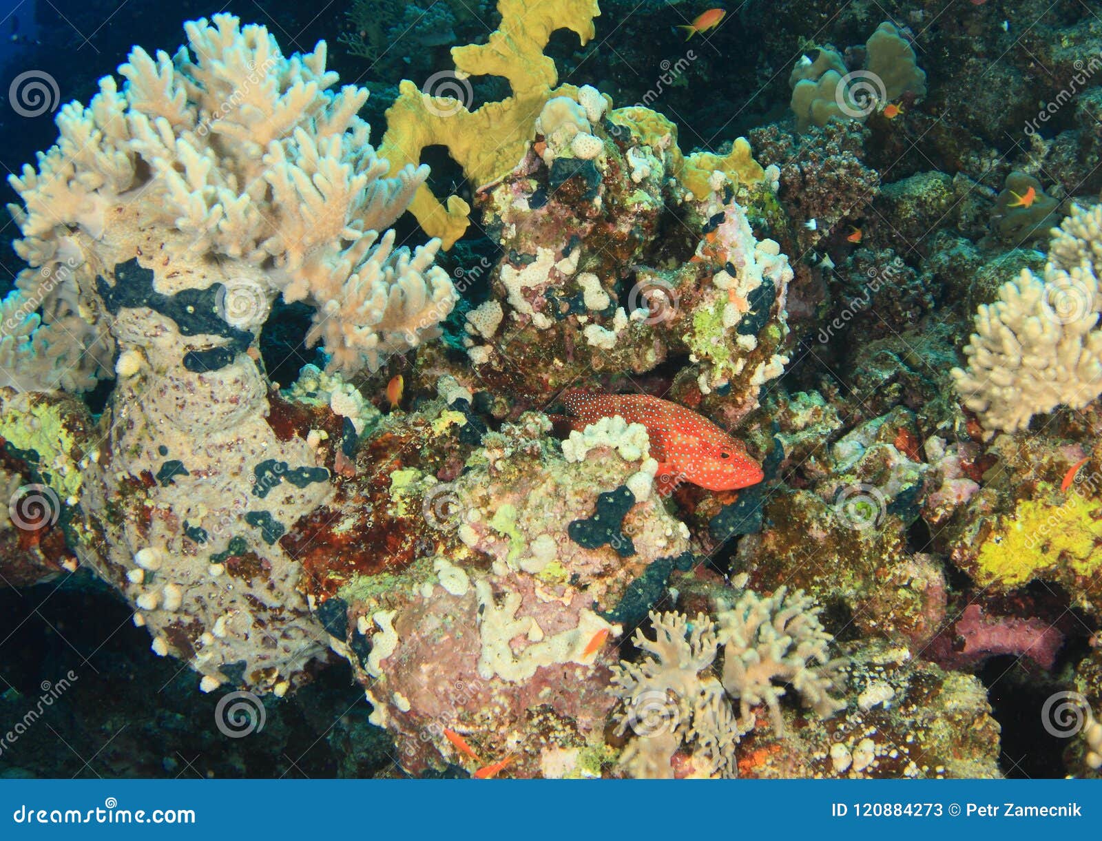 Coral Grouper on Coral Reef Stock Image - Image of marine, lanscape ...