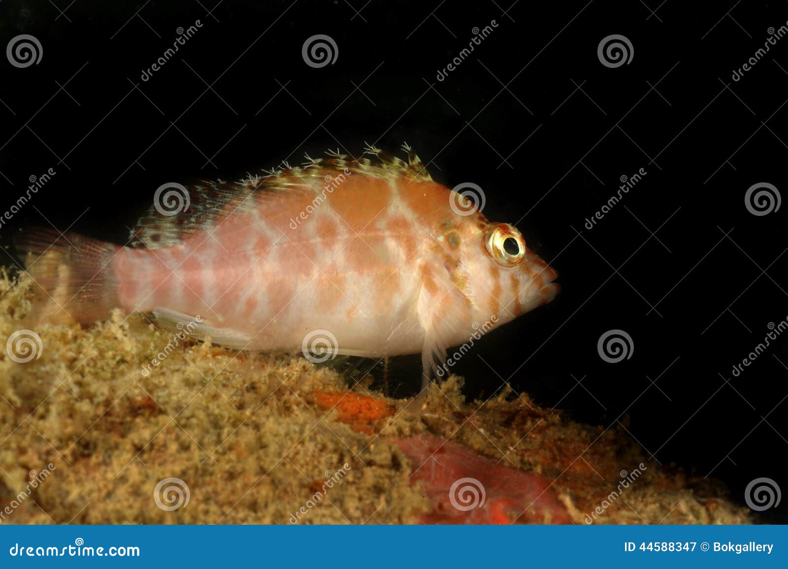 coral hawkfish, kapalai island, sabah