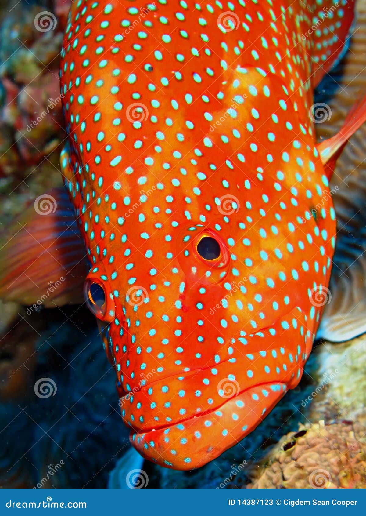 coral hind grouper