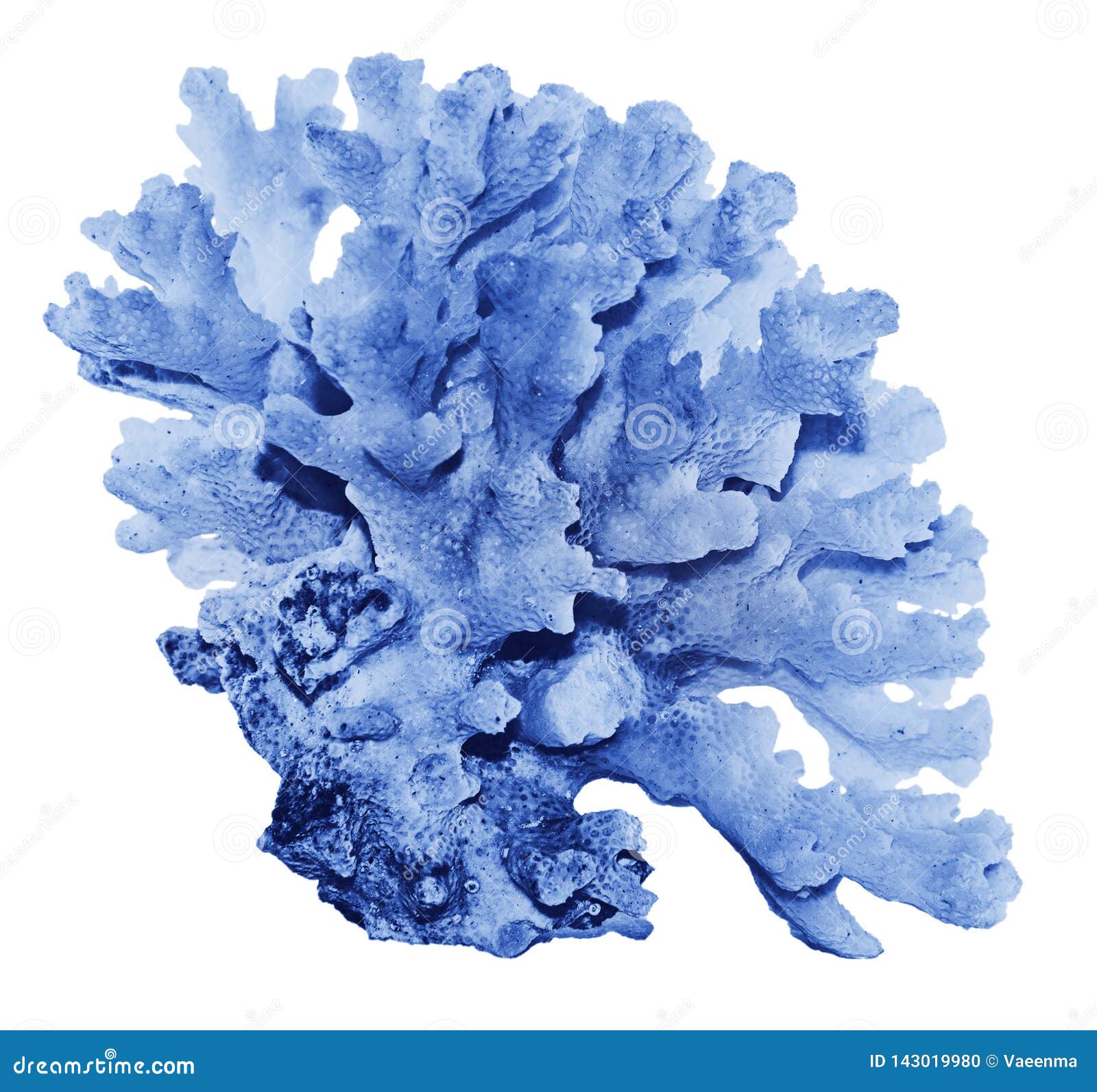 Coral Isolated on White Background Stock Photo Image of nature