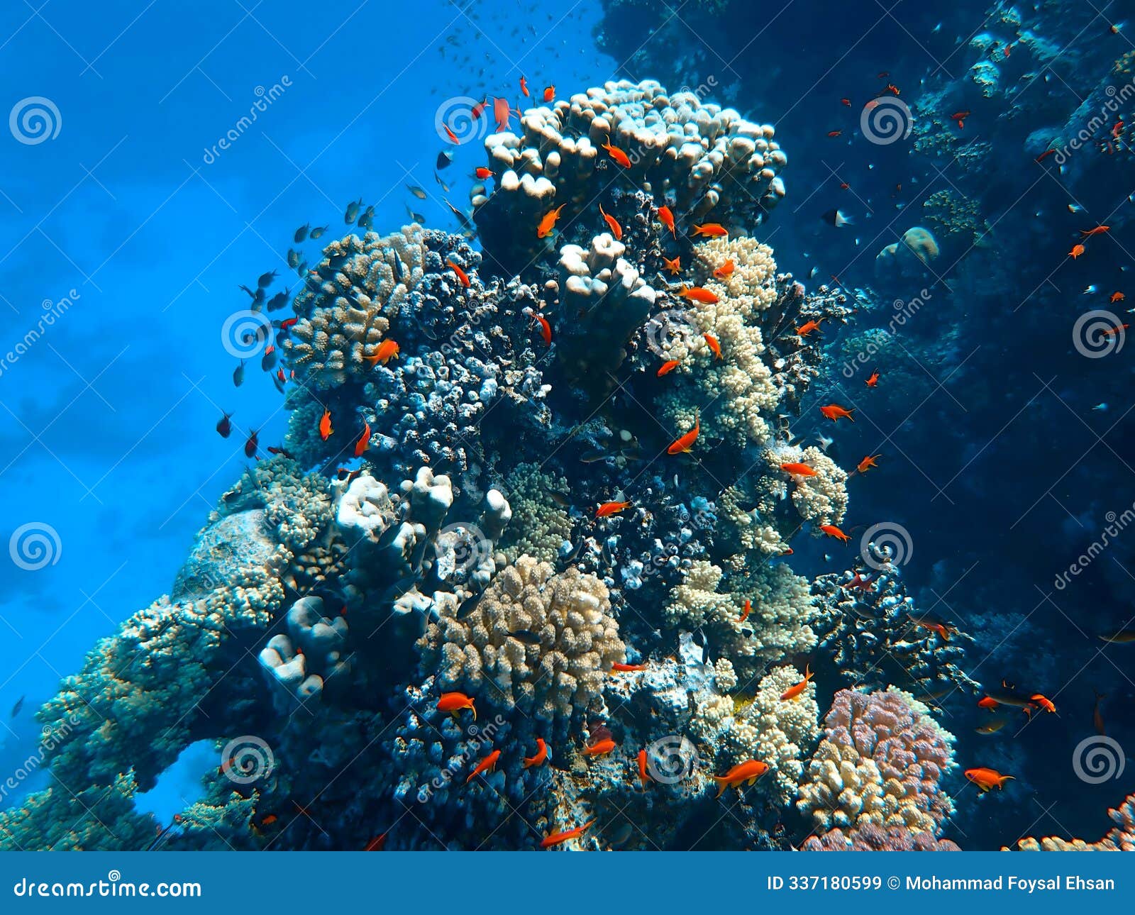 coral life on indian ocean