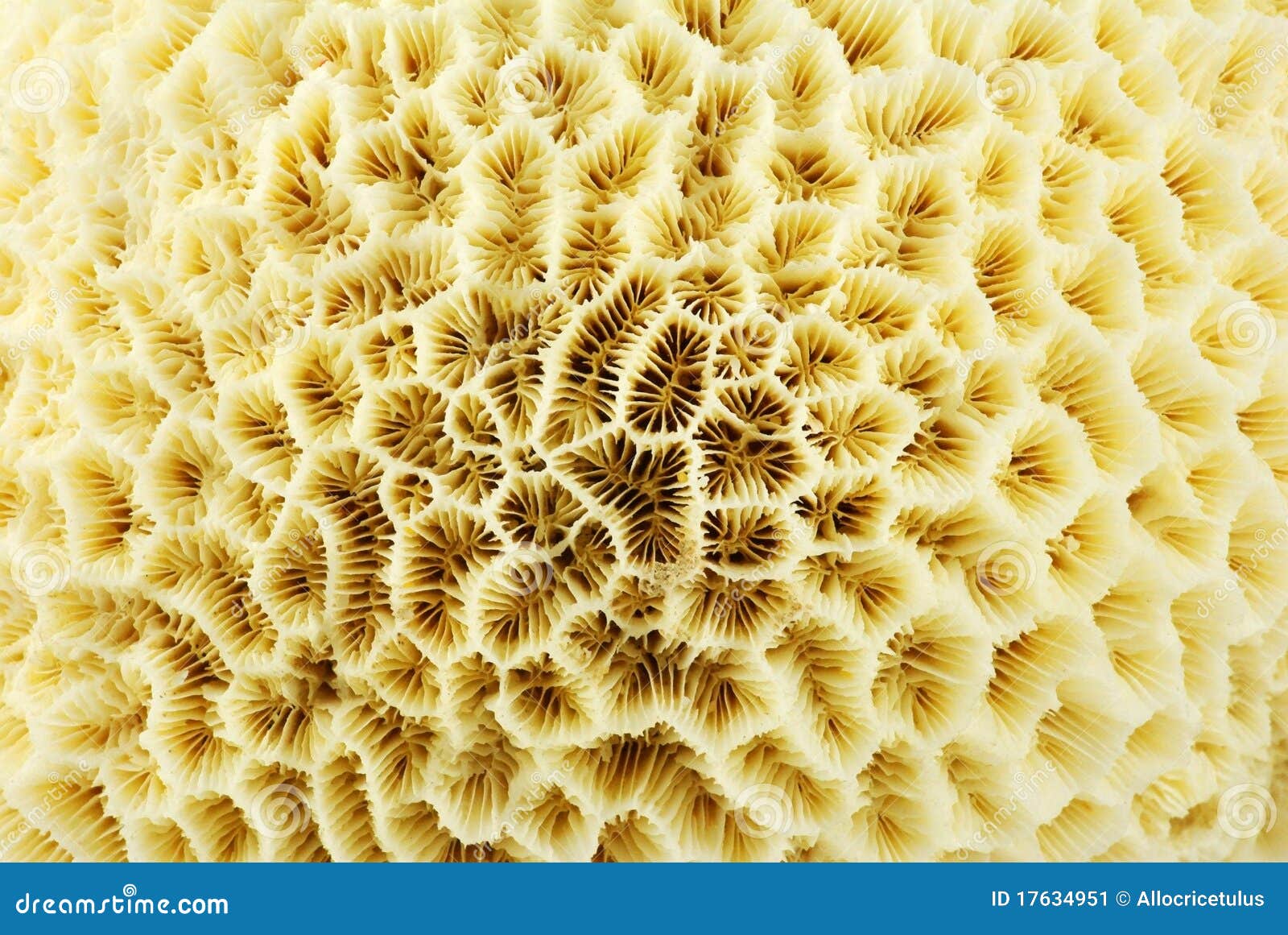 Coral macro stock image. Image of white, acoelomates 17634951