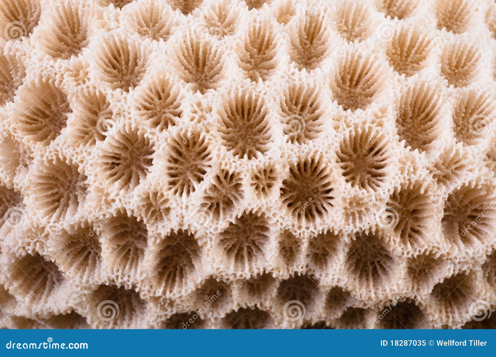 Coral Macro stock image. Image of nature, background 18287035