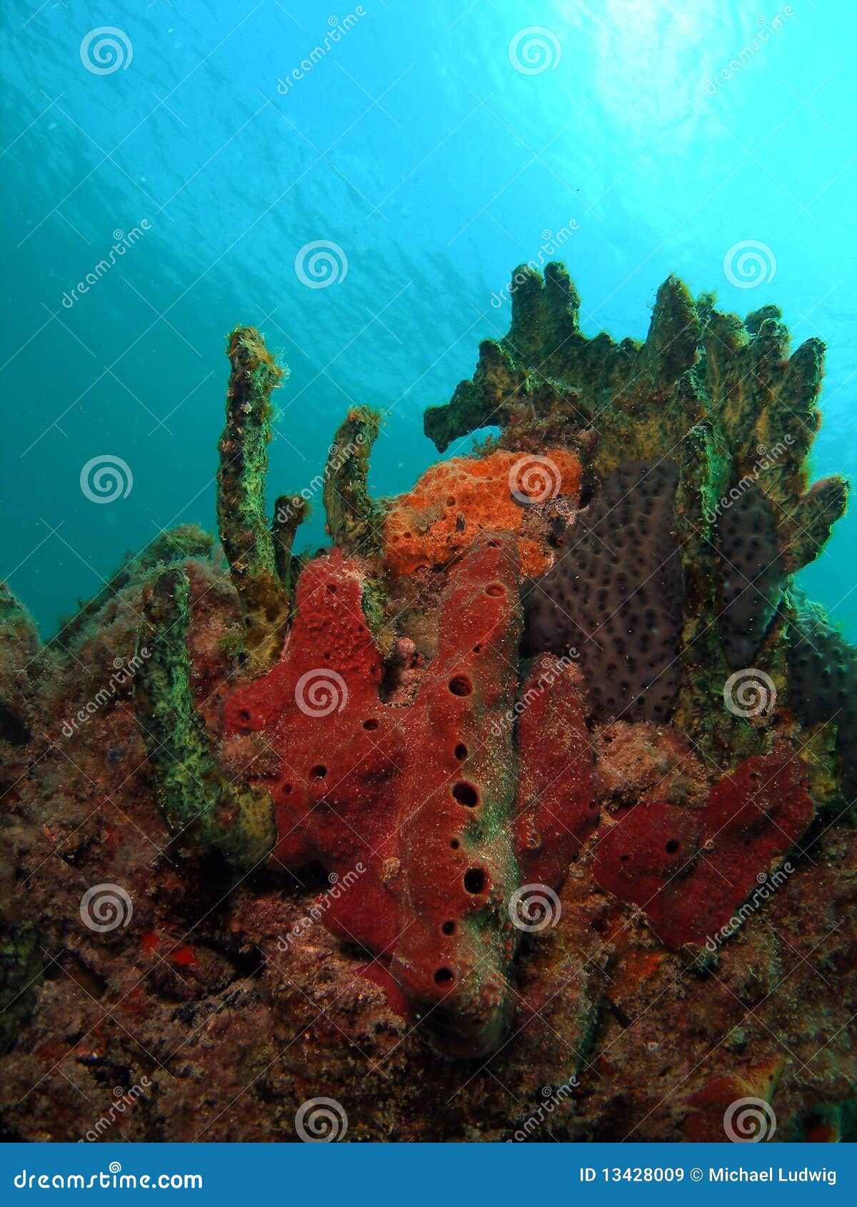 Coral Mound stock image. Image of light, water, coral 13428009