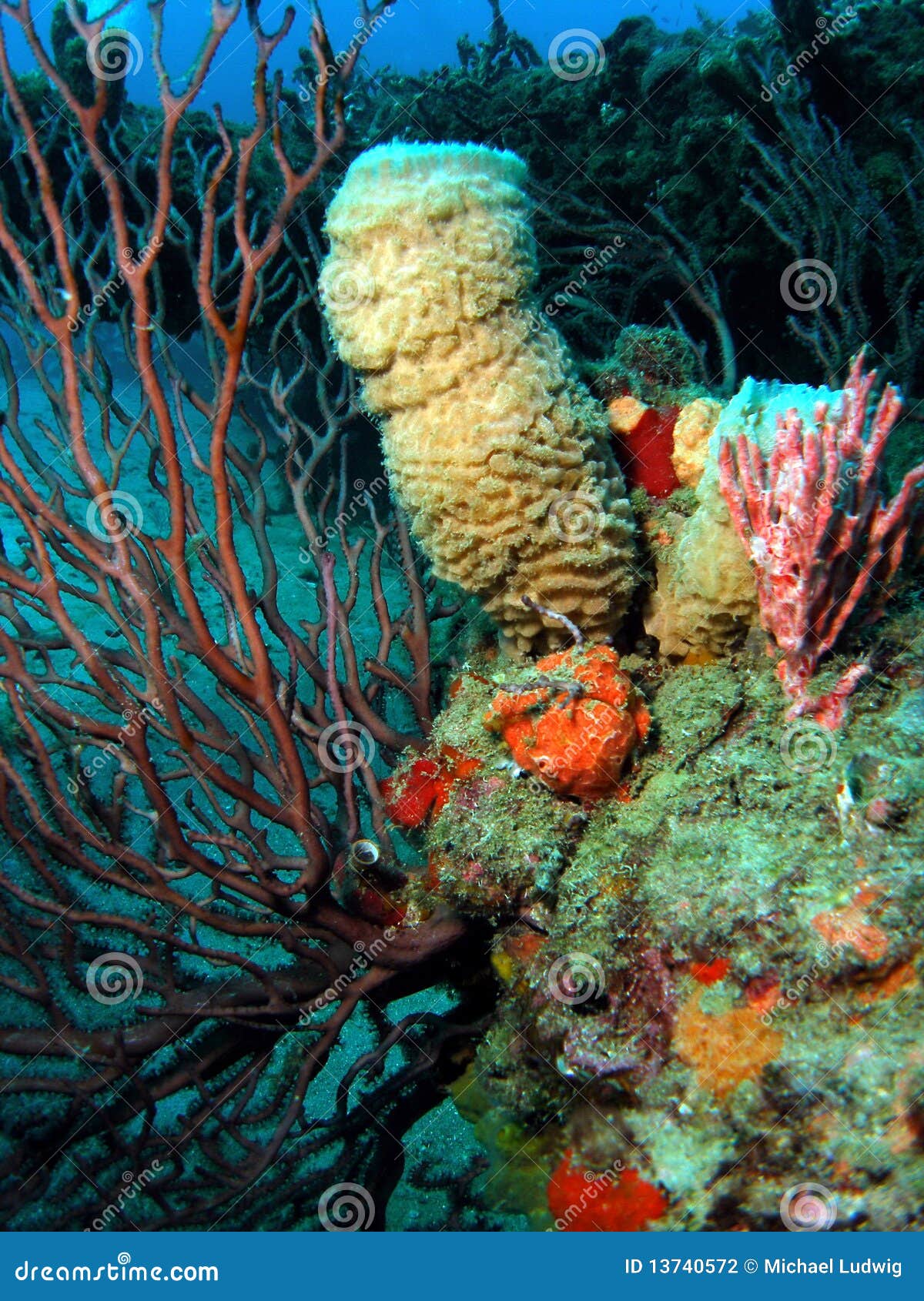 Coral Mound stock photo. Image of fish, mound, tropical 13740572