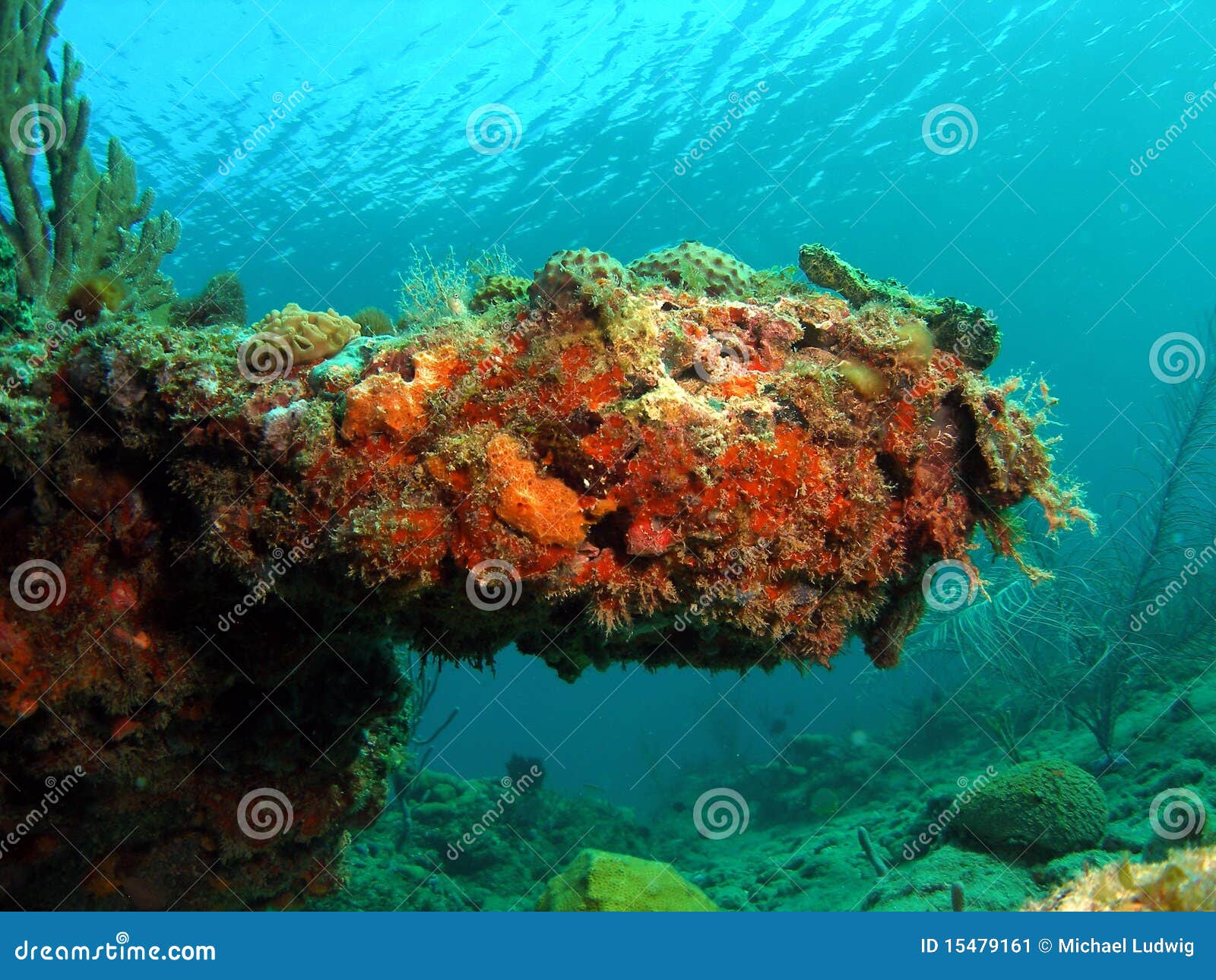 Coral Mound stock image. Image of wildlife, nature, aquatic 15479161