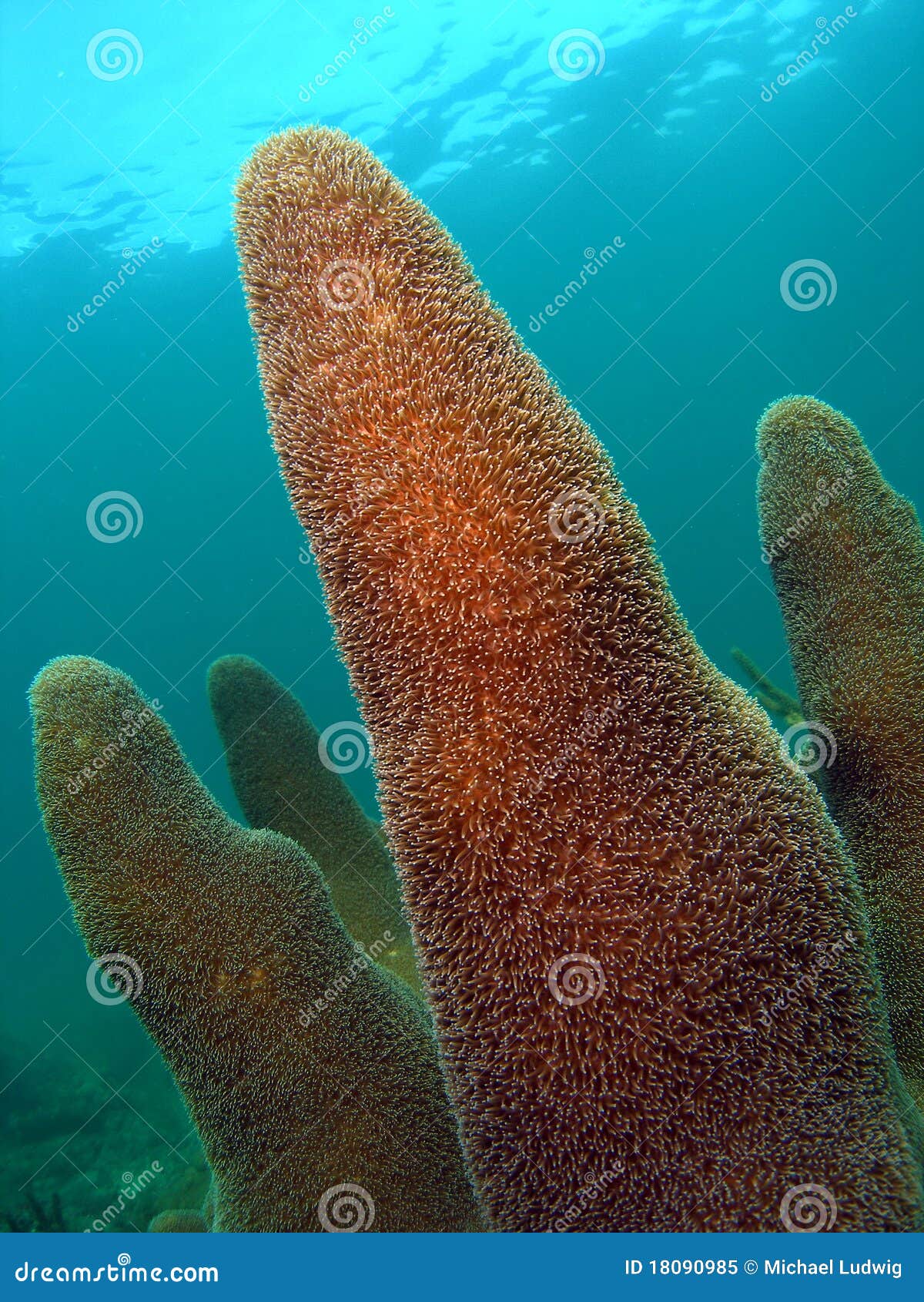 Coral Mound stock image. Image of reef, tropical, mask 18090985