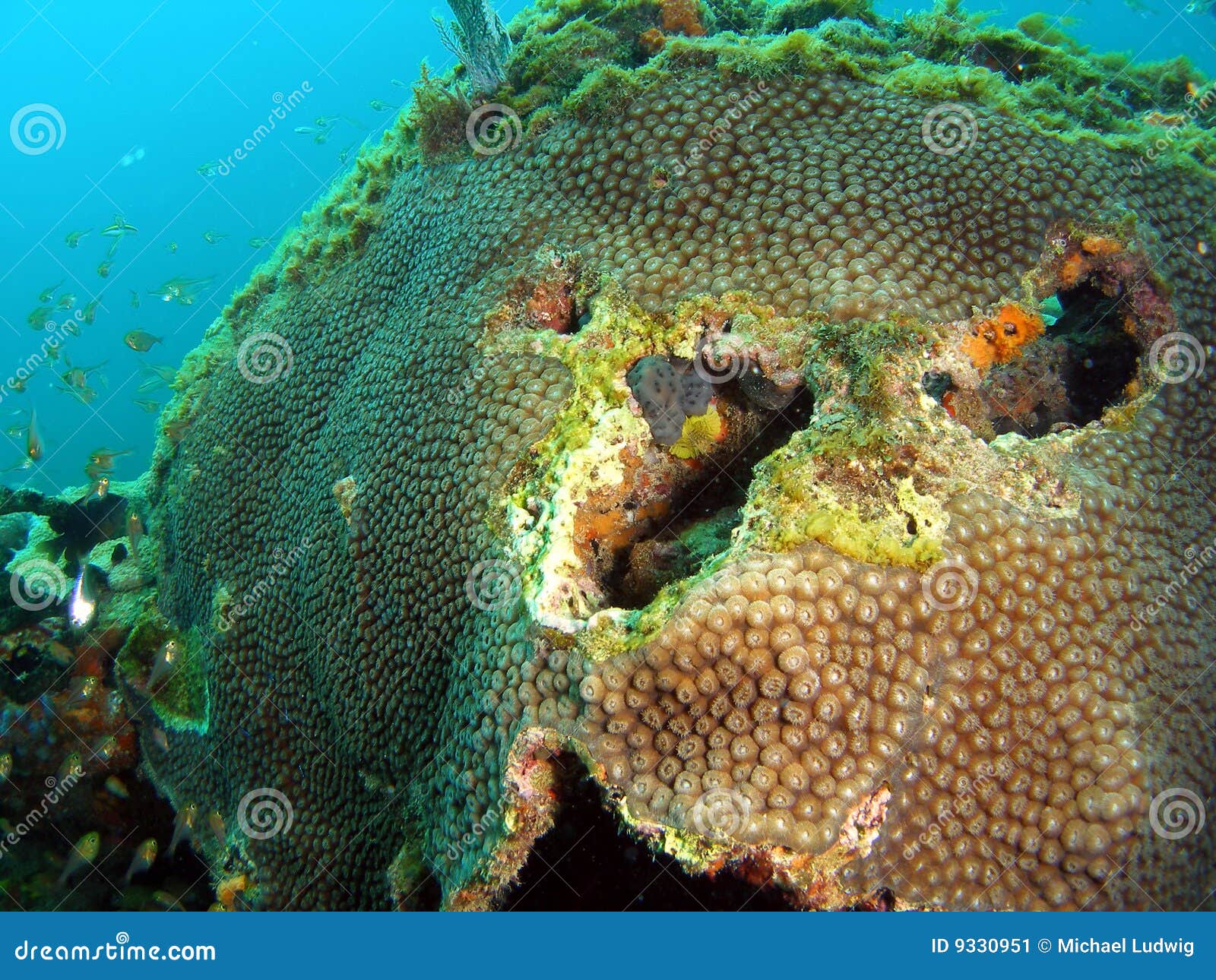 Coral Mound stock image. Image of reef, saltwater, tropical 9330951
