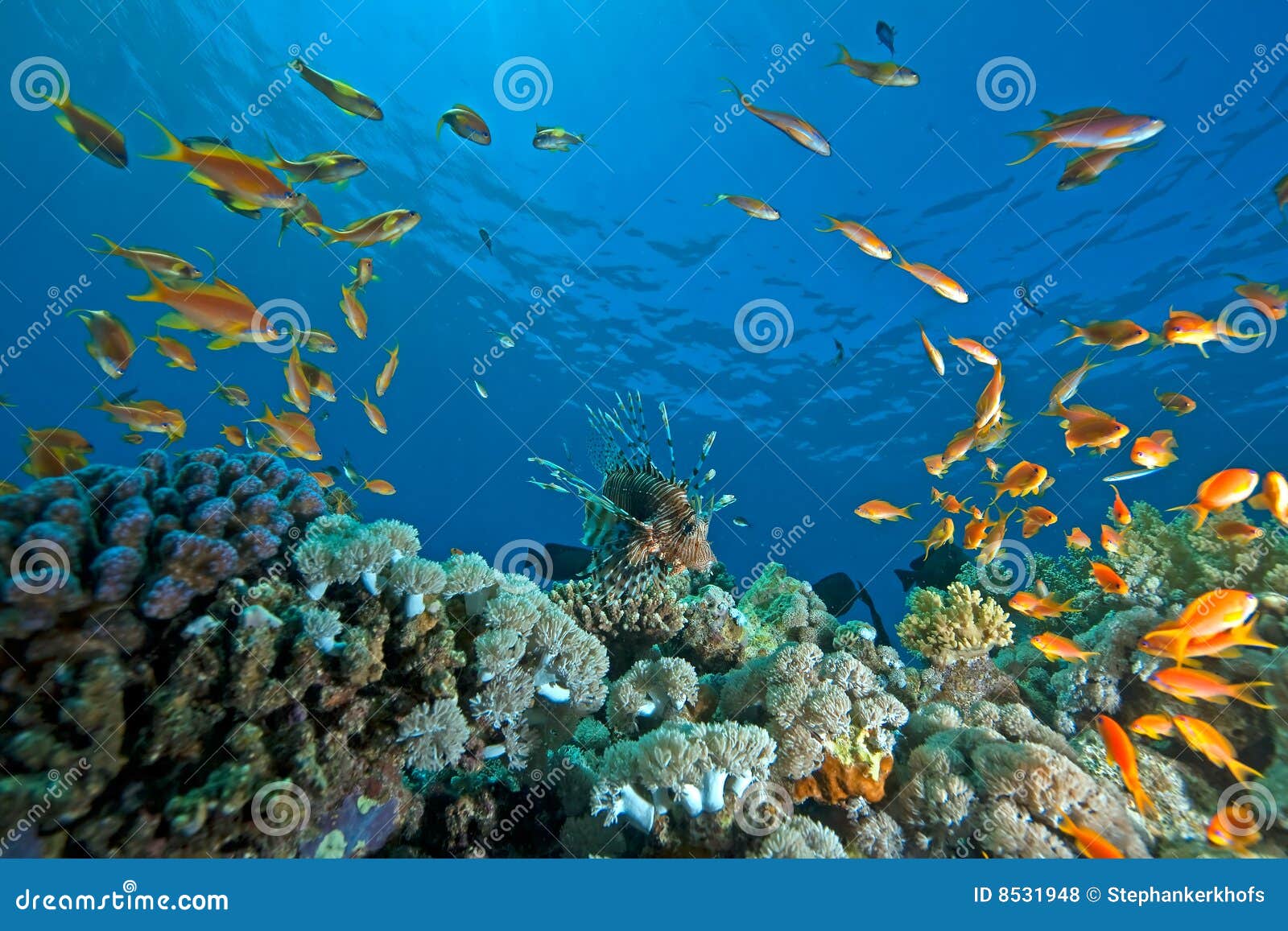 Coral, ocean and fish stock photo. Image of marine, animal - 8531948