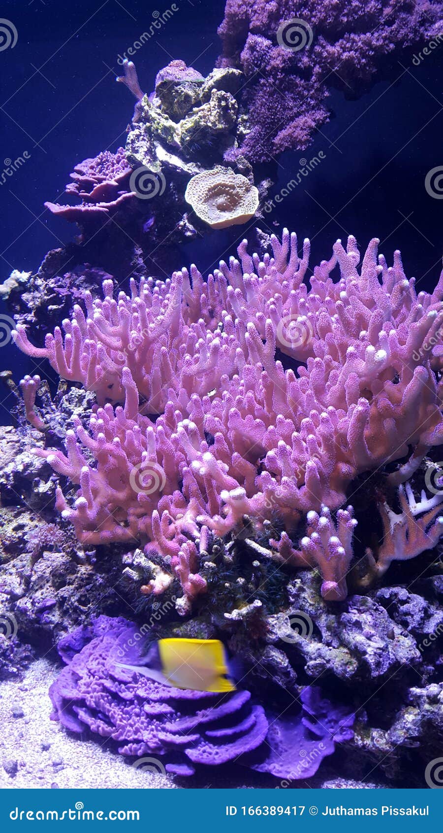 Coral stock image. Image of underwater, ocean, pink - 166389417
