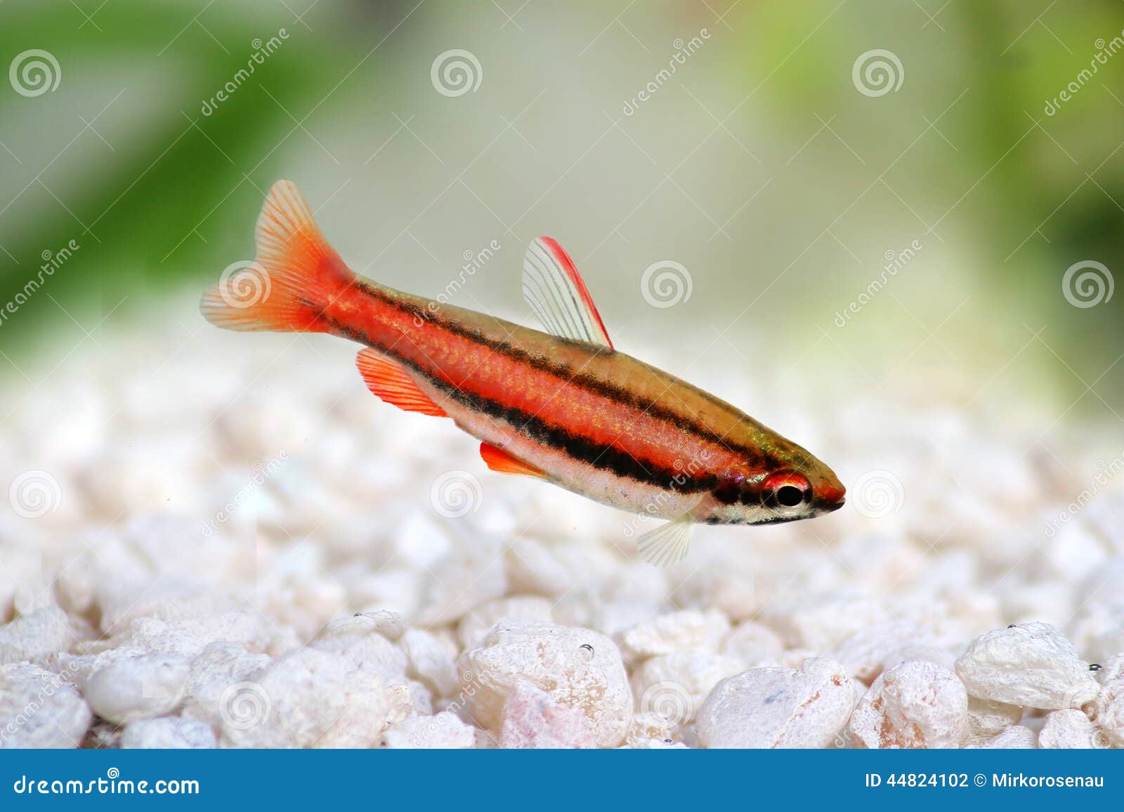 Coral Red Arc Pencilfish Nannostomus Mortenthaleri a Stock Photo ...