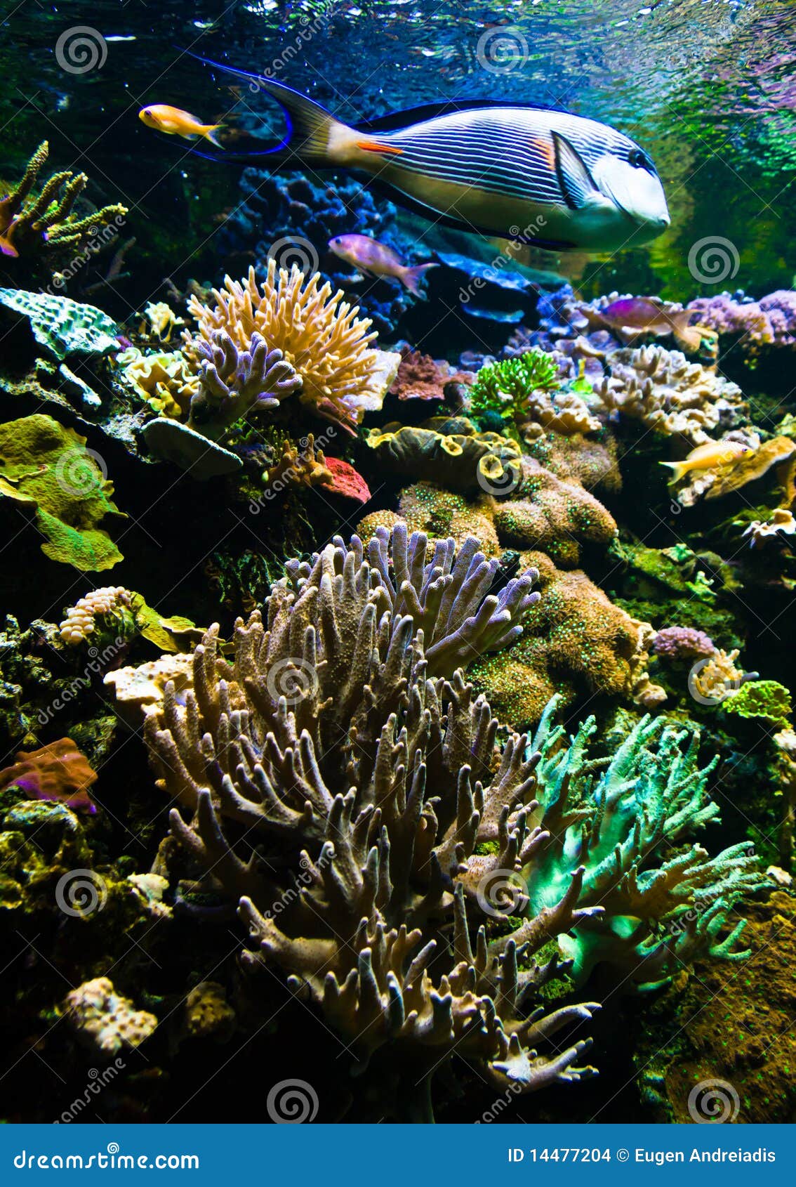 coral reef