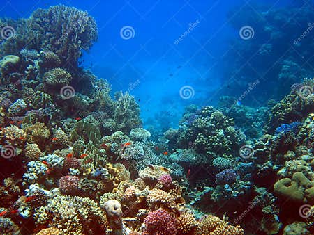 Coral reef 2 stock image. Image of unterwater, emperor, ocean - 64685