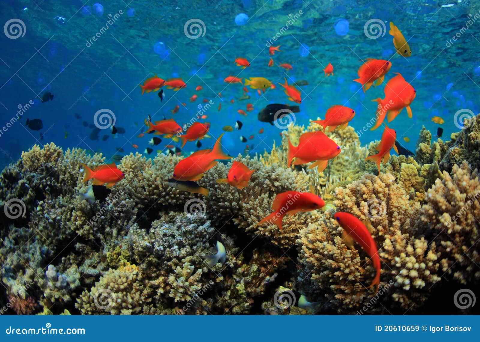 Coral reef stock image. Image of activity, reef, africa - 20610659