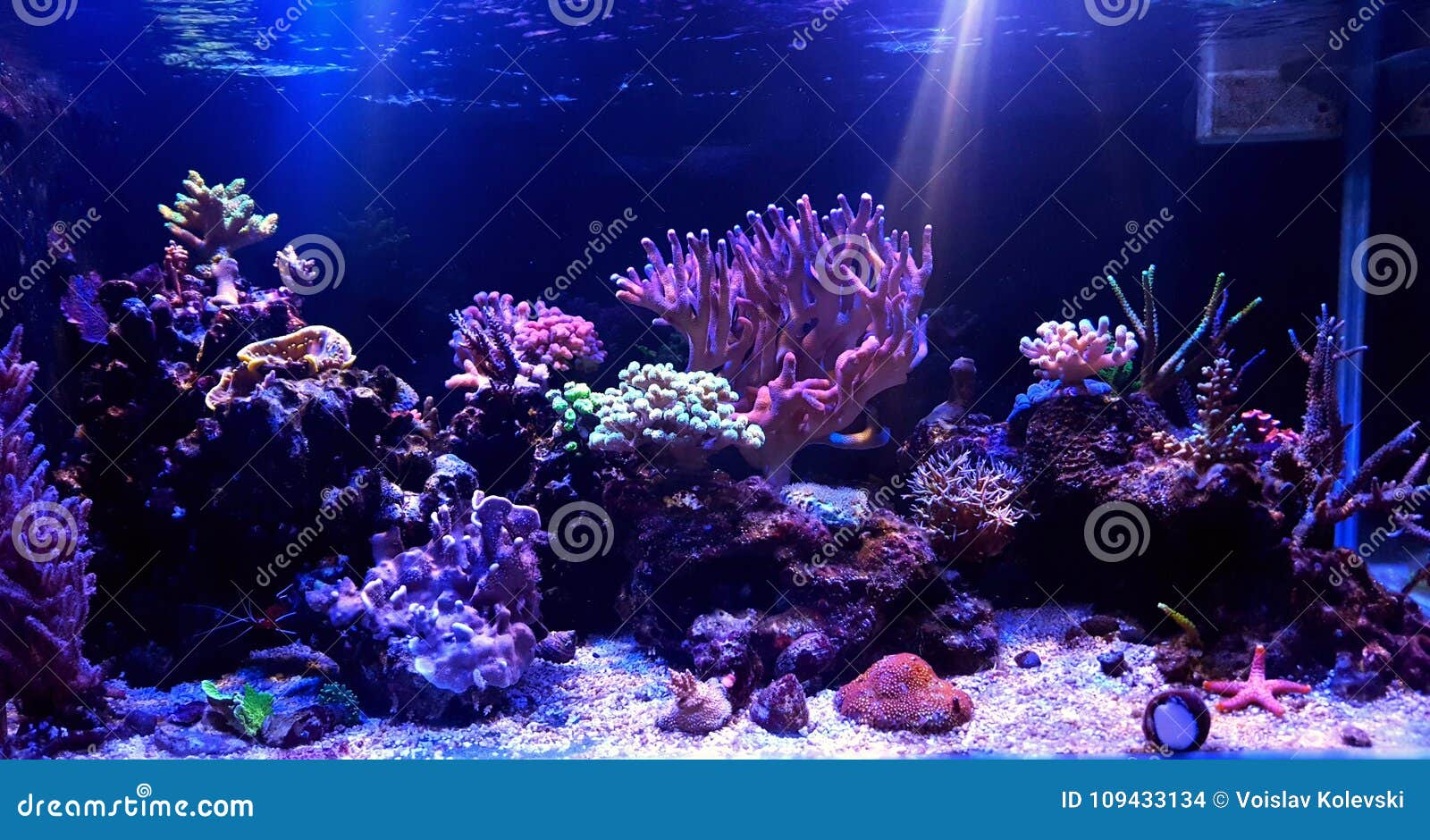 coral reef aquarium tank