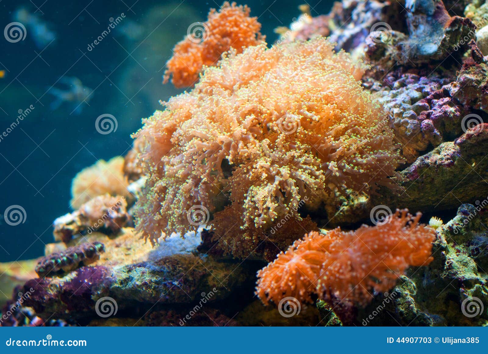 Coral reef stock image. Image of animal, ocean, marine - 44907703