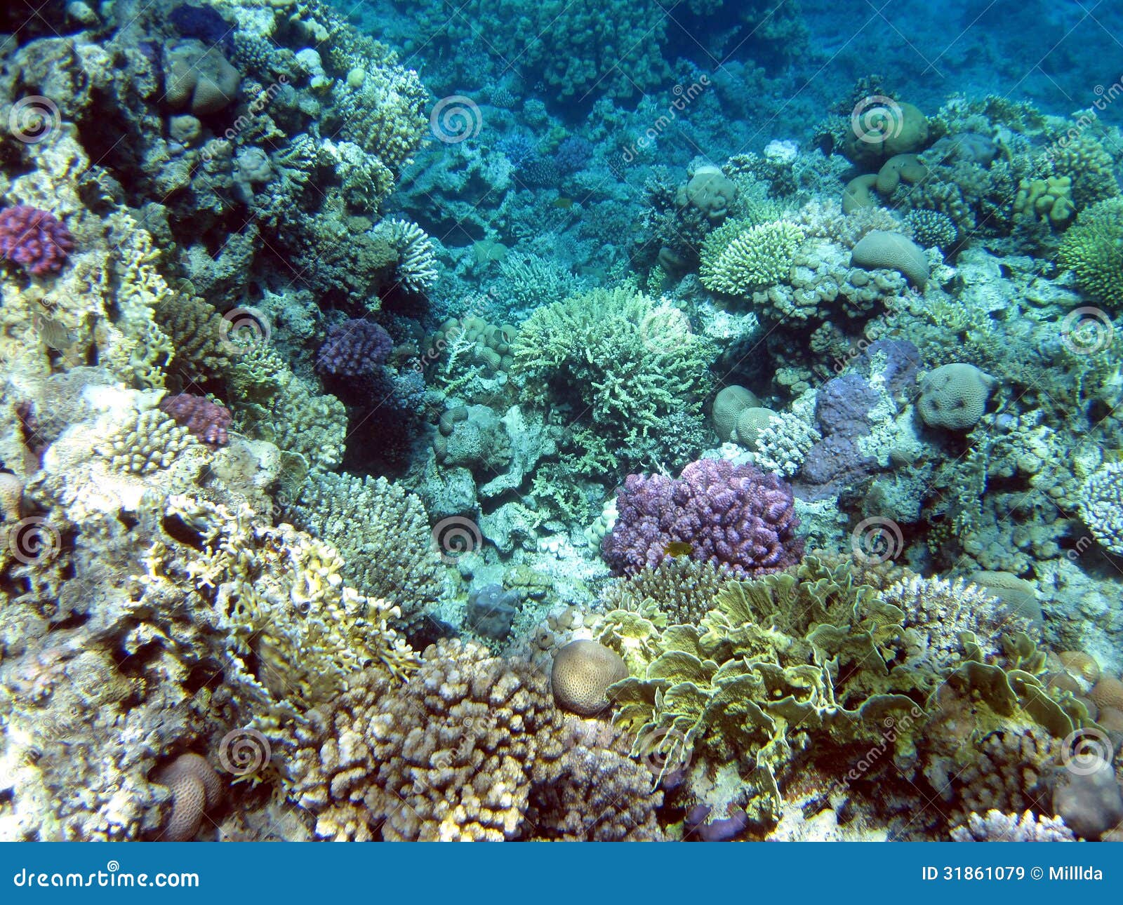 Coral reef stock image. Image of white, water, background - 31861079