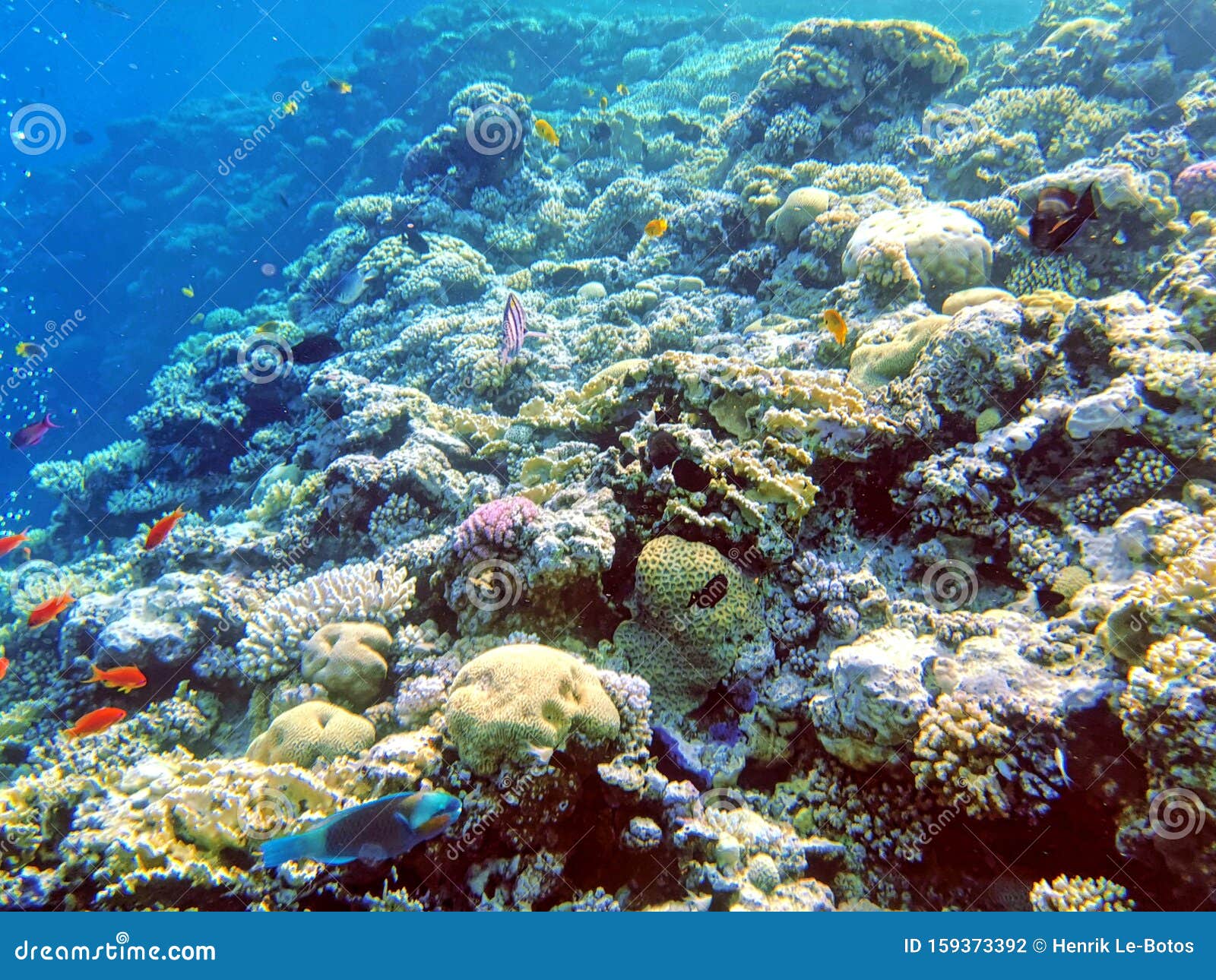 Coral Reef in Blue Hole and Parrot Fish Stock Photo - Image of nature ...