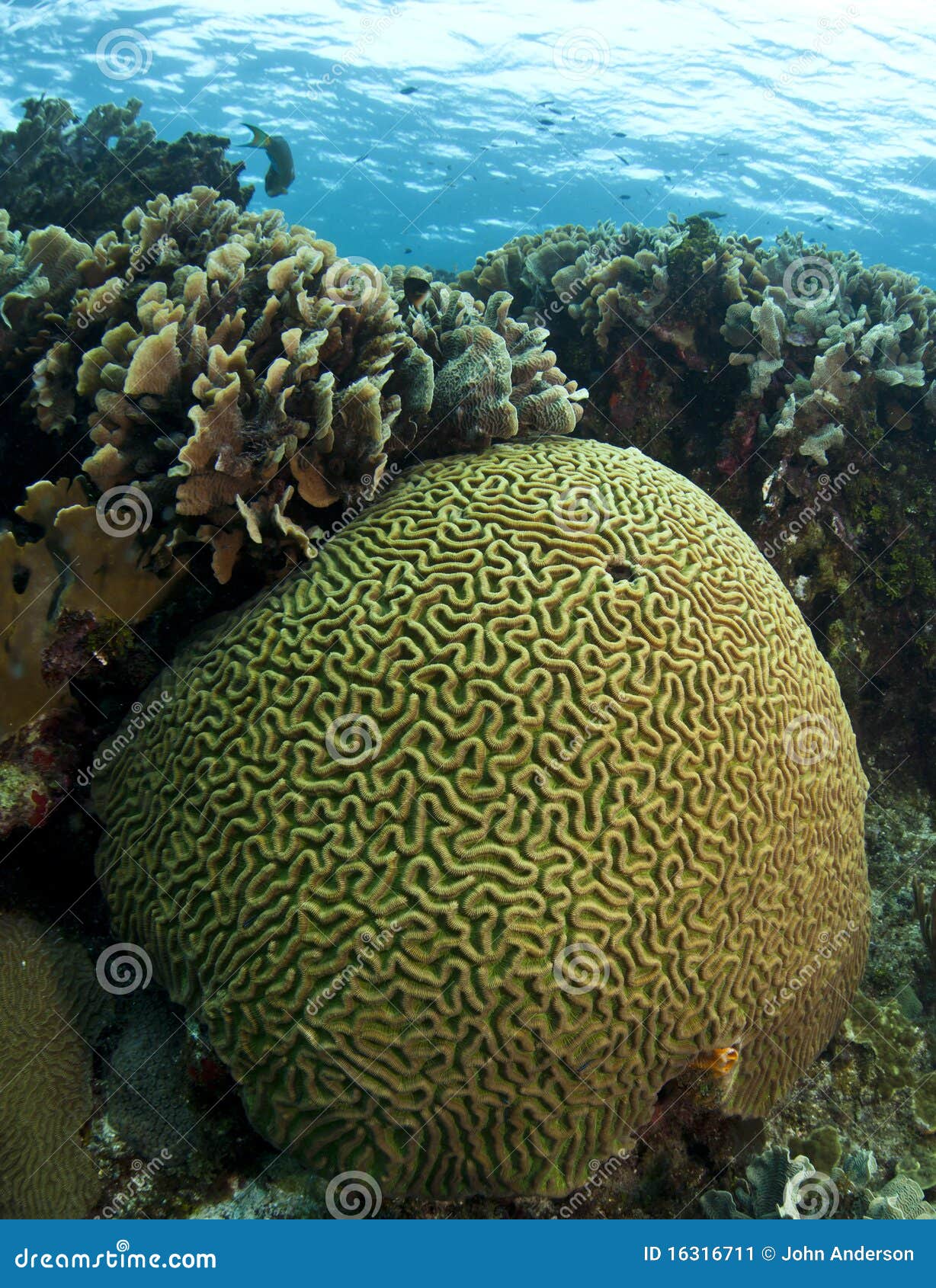 Coral Reef Brain and Lettuce Coral Stock Image Image of coral, life