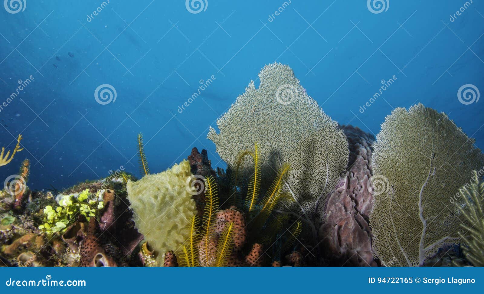 Coral Reef stock image. Image of barrier, caribbean, ecosystem - 94722165