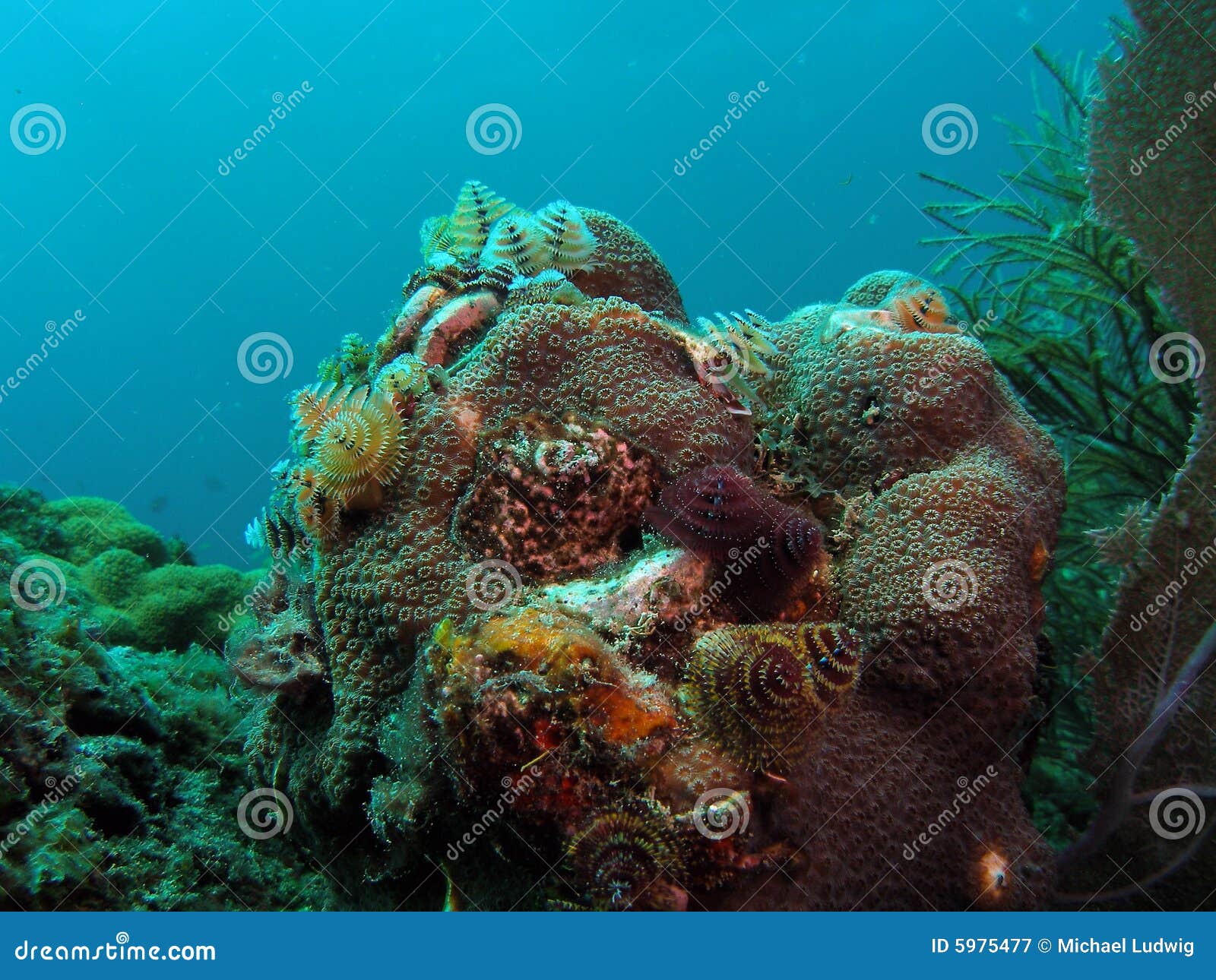 Coral Reef and Christmas Trees Stock Image Image of ocean, heron 5975477