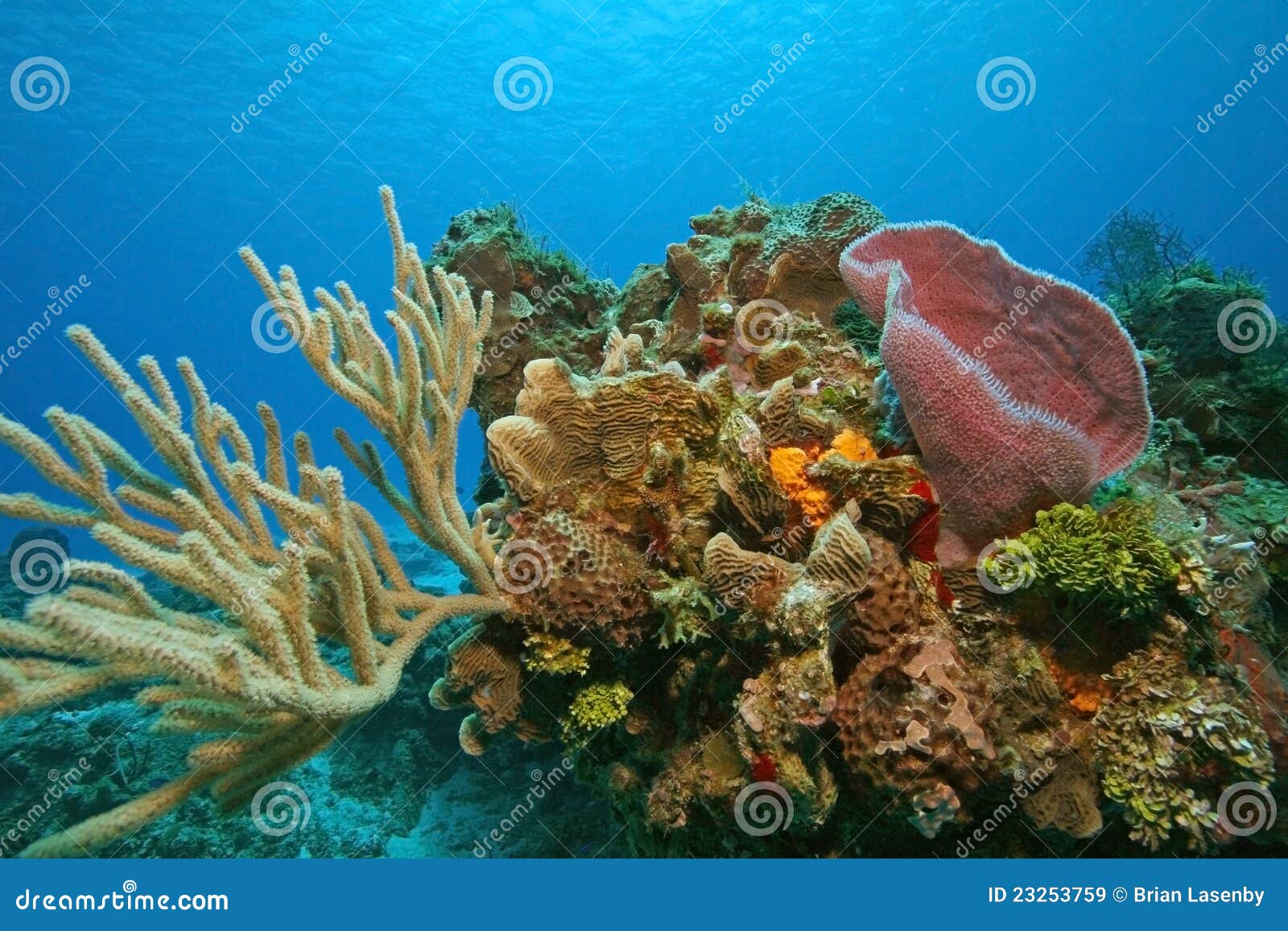 coral reef - cozumel