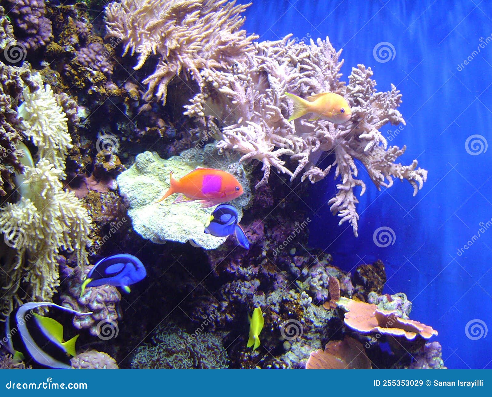 A Coral Reef Display in an Aquarium Stock Image Image of salt, warm