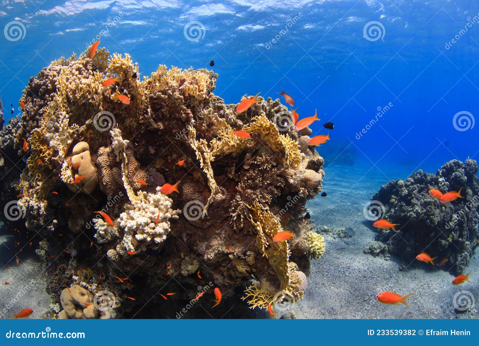 Coral Reef Dive Site Caves in Eilat. Stock Photo Image of dive