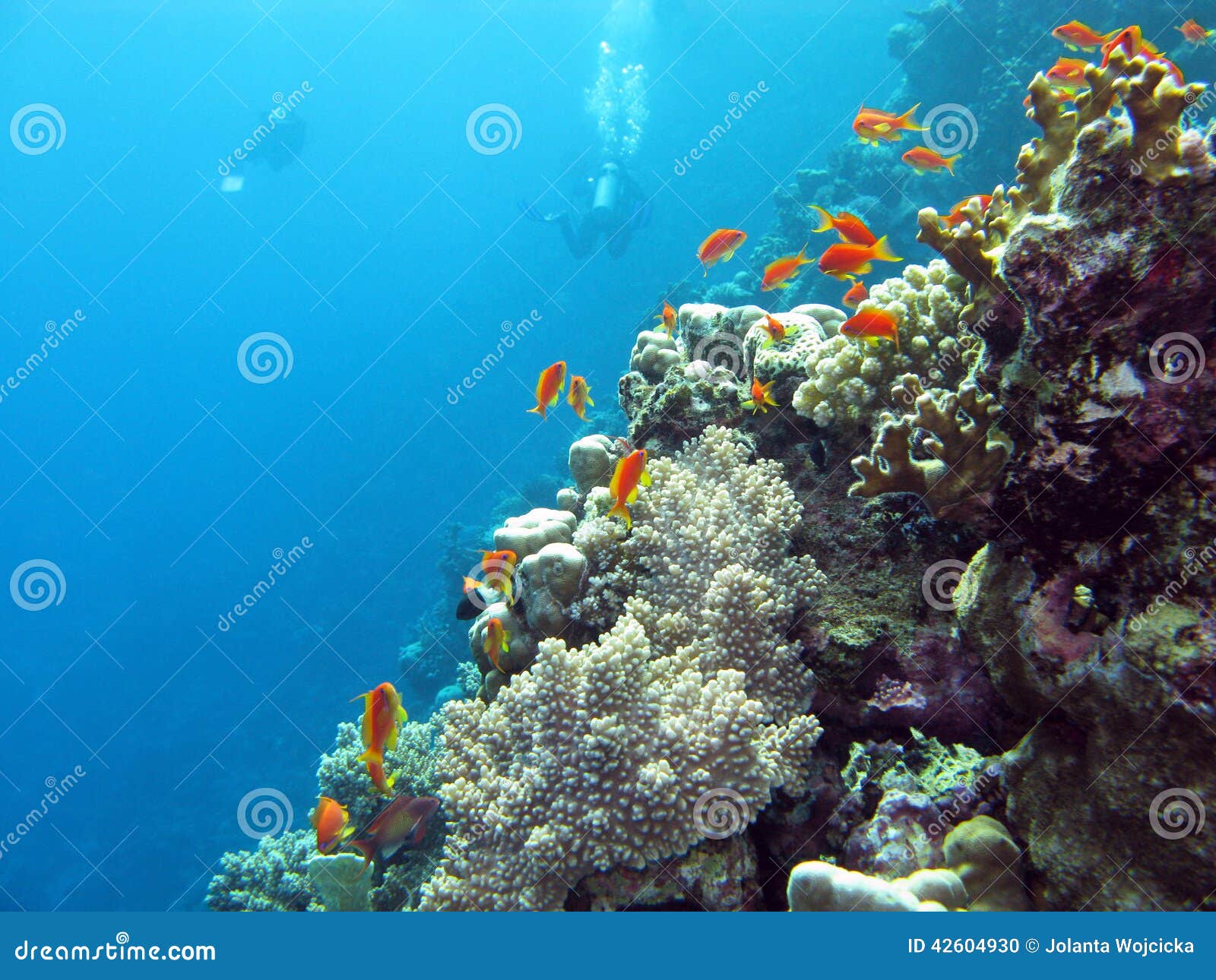 Coral Reef with Divers and Exotic Fishes Anthias at the Bottom of ...