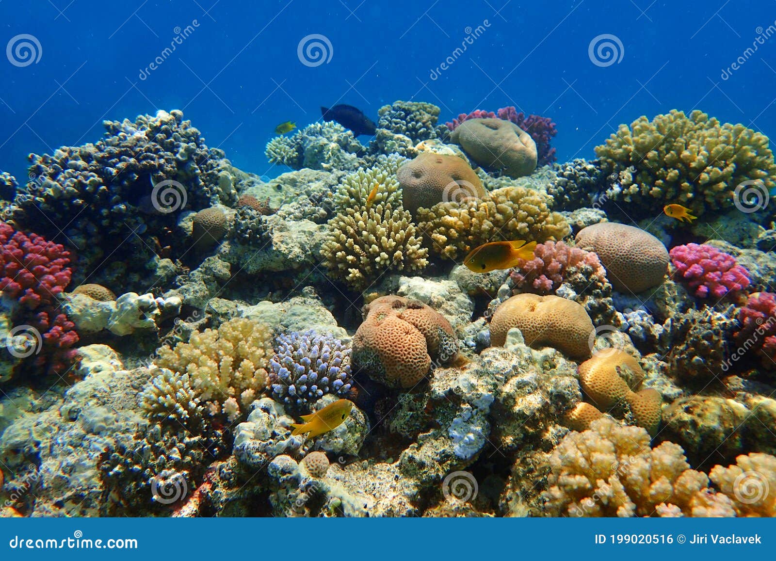 Coral Reef in Egypt, Makadi Bay Stock Photo - Image of scuba ...