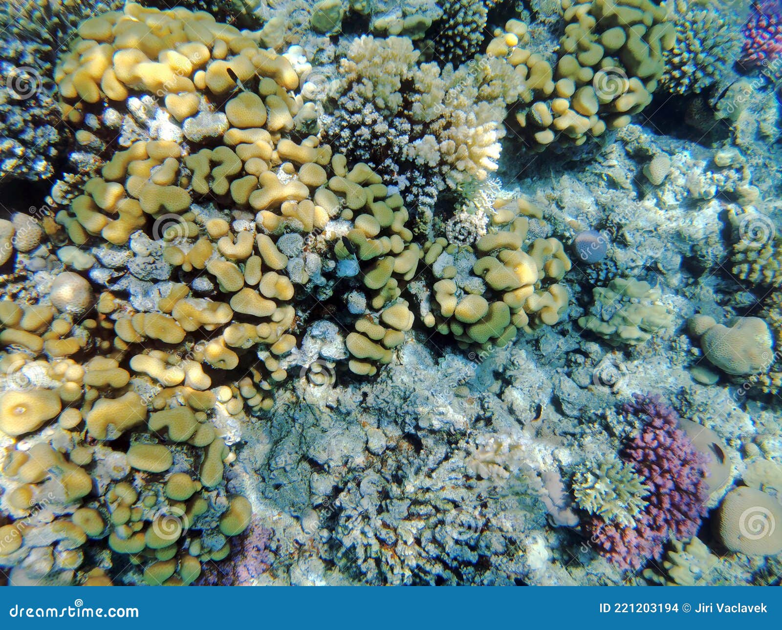 Coral Reef in Egypt, Makadi Bay Stock Photo - Image of landscape, scuba ...
