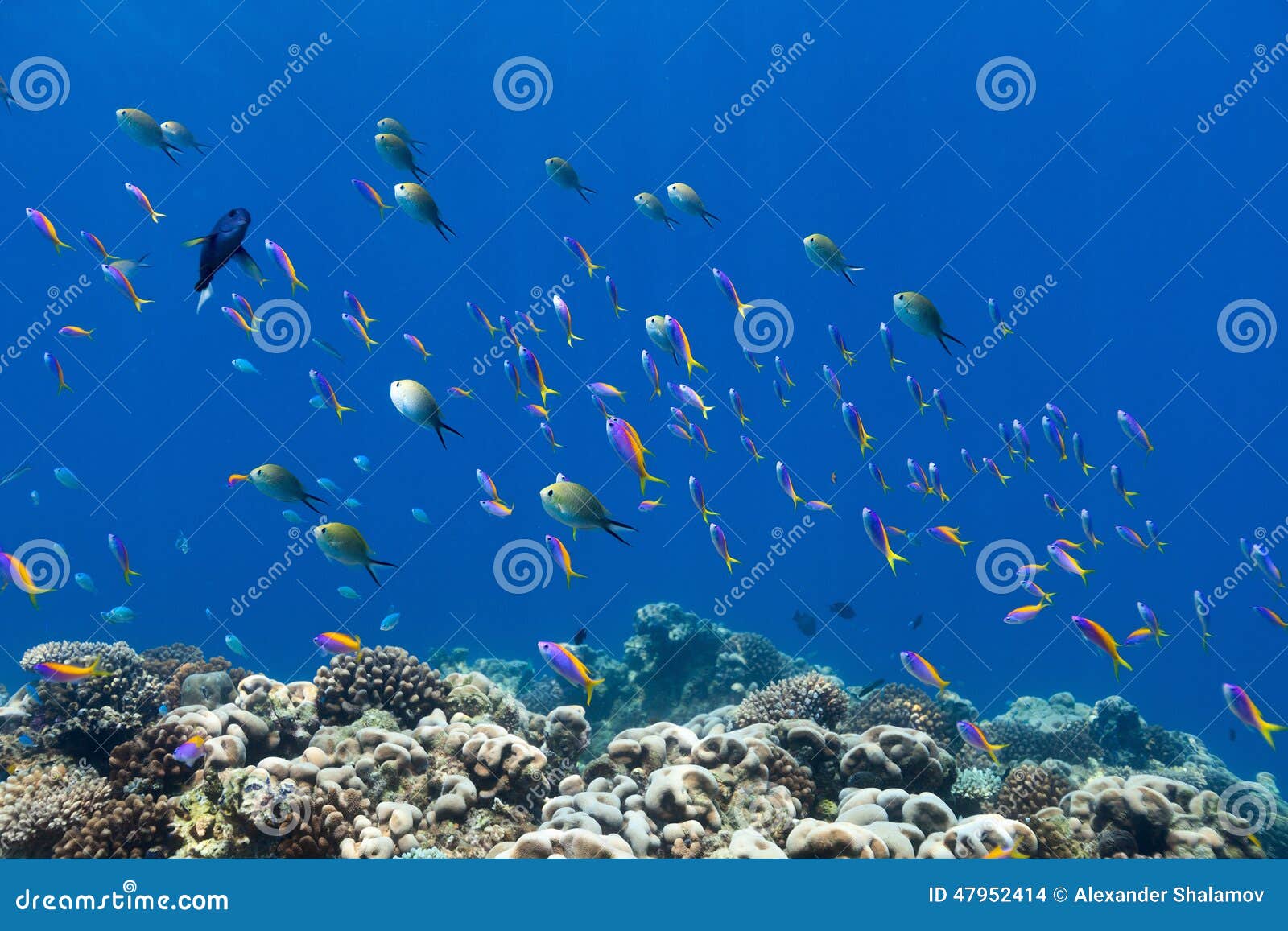 Coral reef fish underwater stock photo. Image of vacation - 47952414