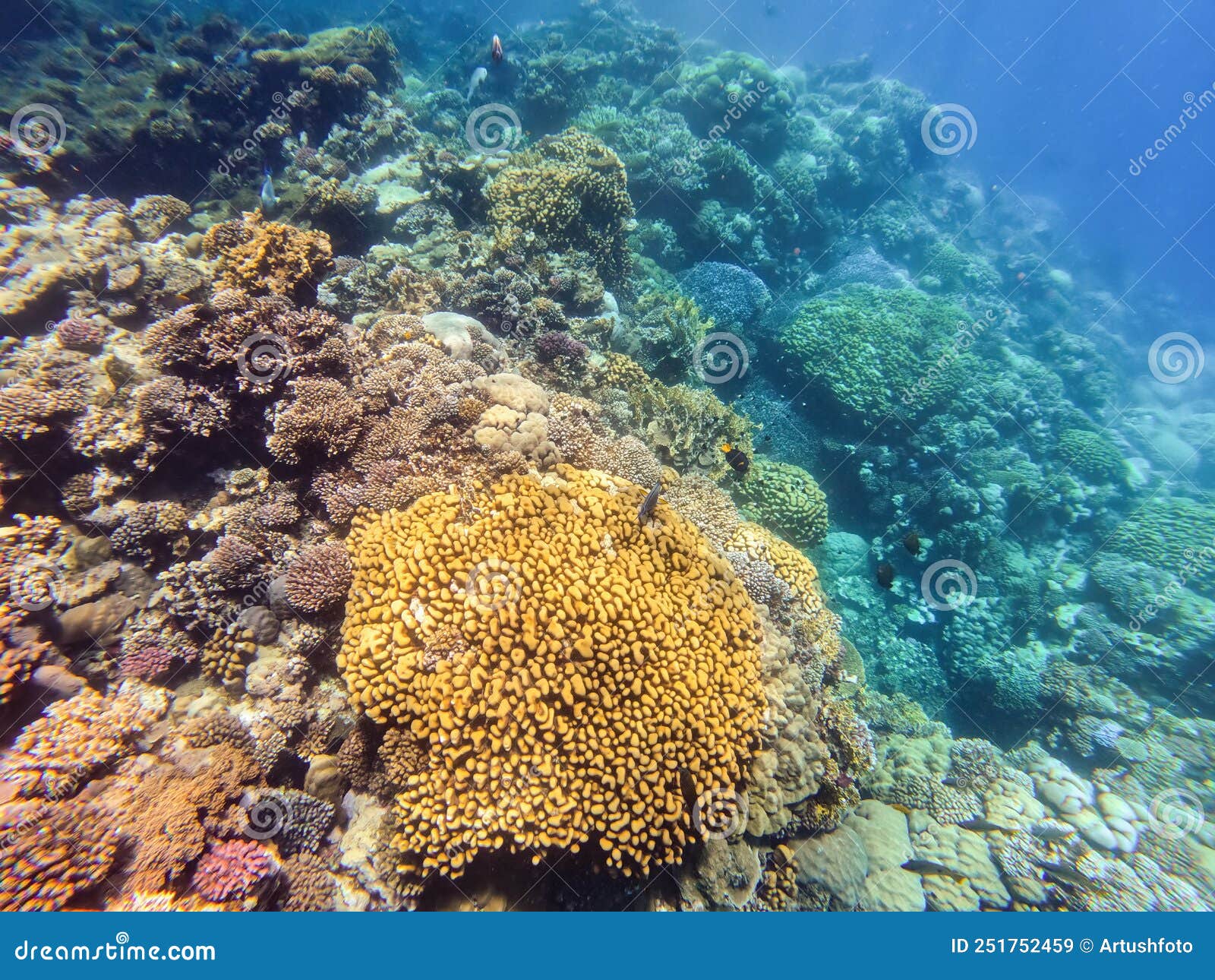 Coral Reef Garden in Red Sea, Marsa Alam Egypt Stock Image - Image of ...