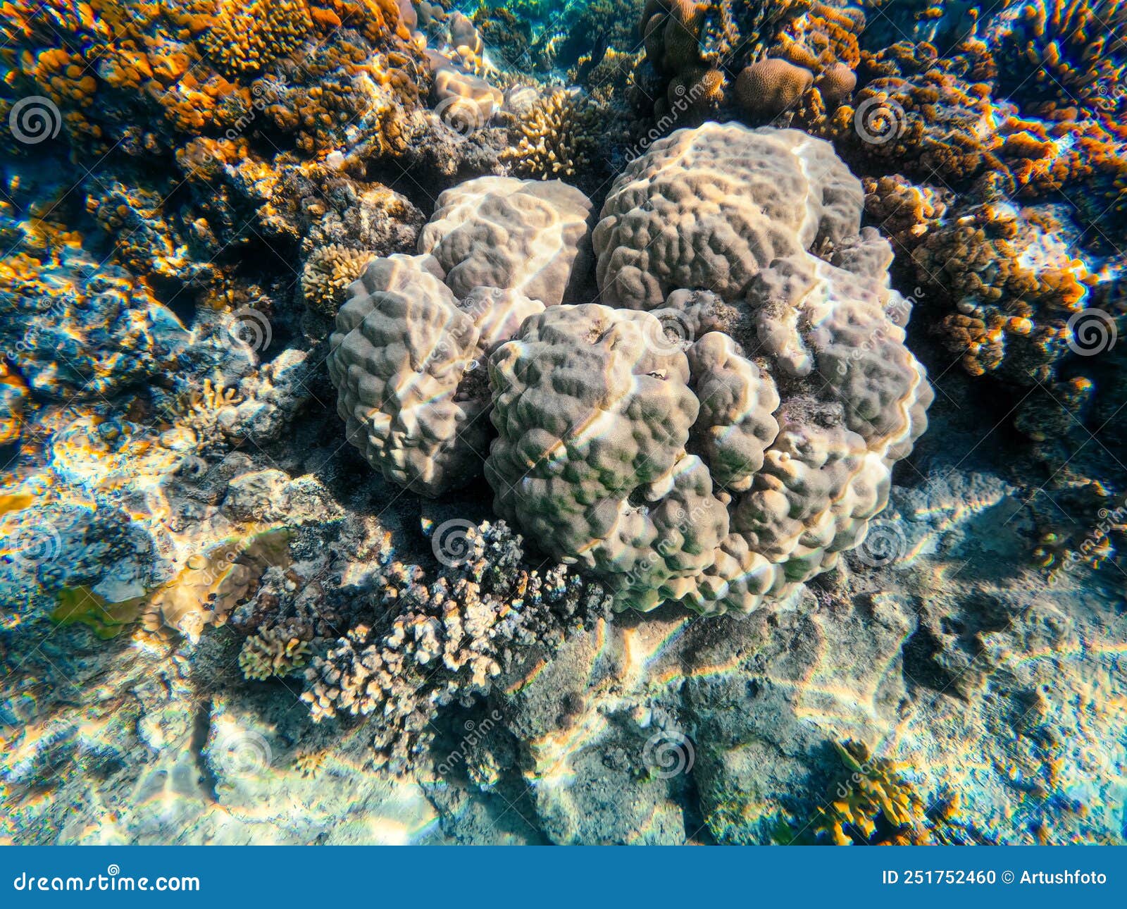 Coral Reef Garden in Red Sea, Marsa Alam Egypt Stock Photo - Image of ...