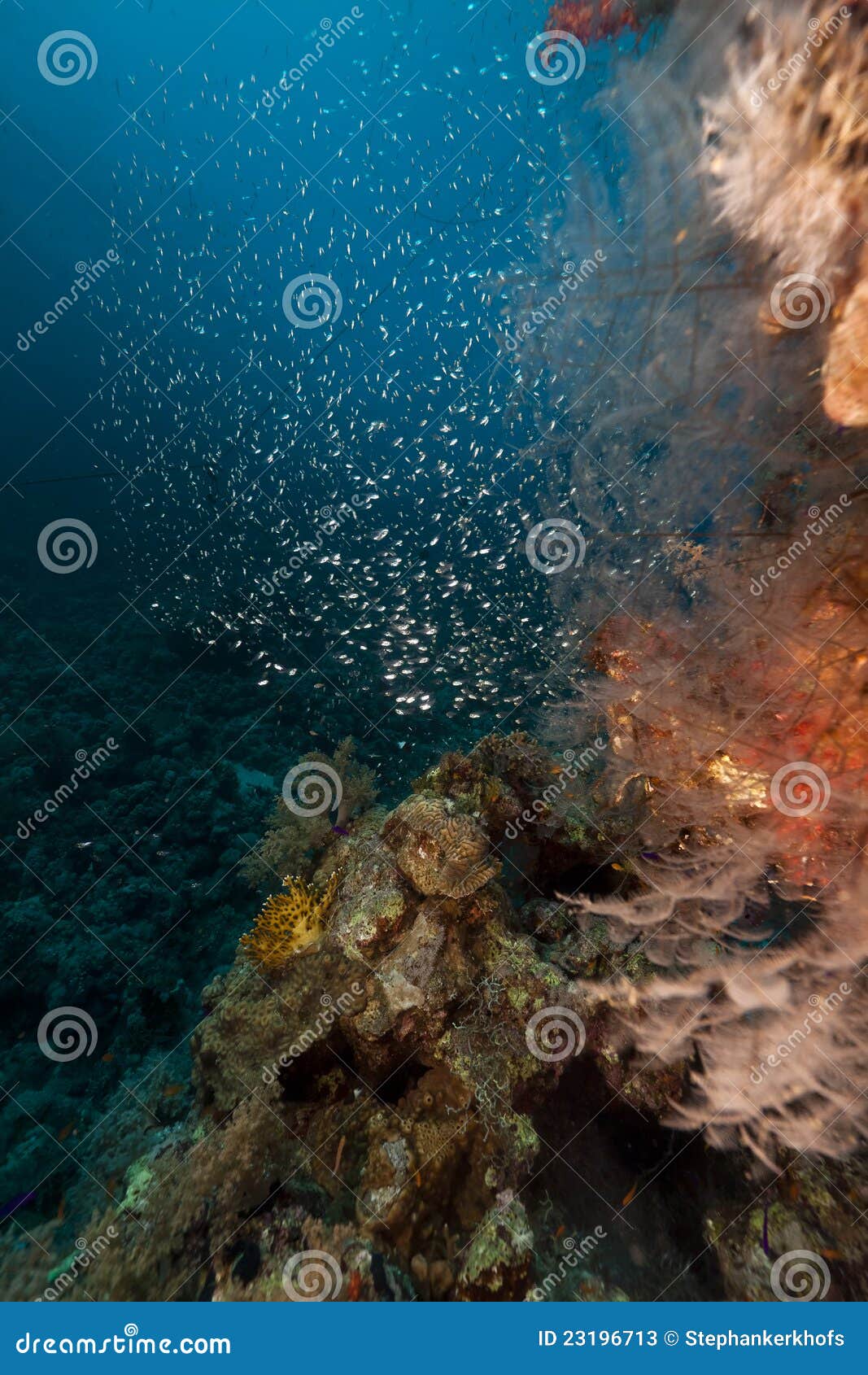 Coral Reef and Glassfish in the Red Sea. Stock Image Image of green