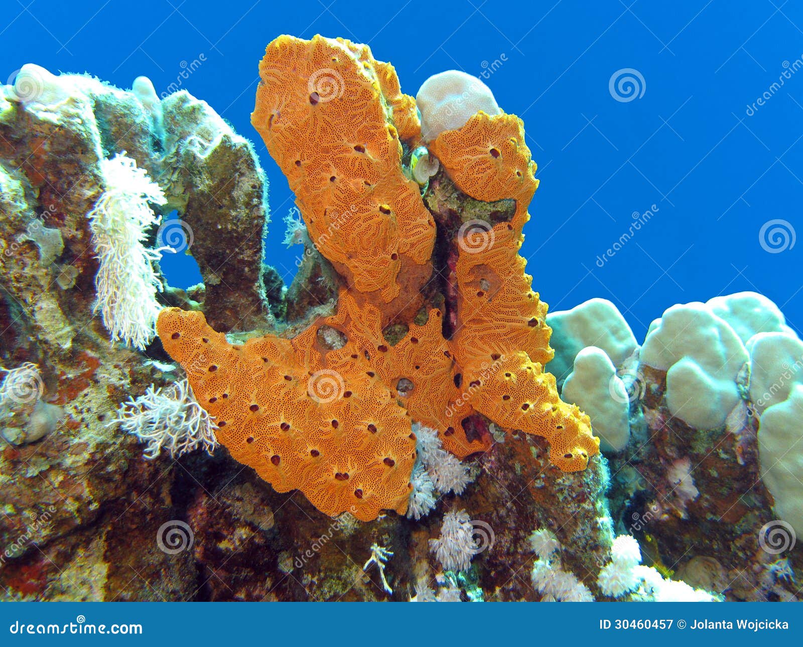 6,120 Natural Sea Sponge Stock Photos - Free & Royalty-Free Stock Photos  from Dreamstime