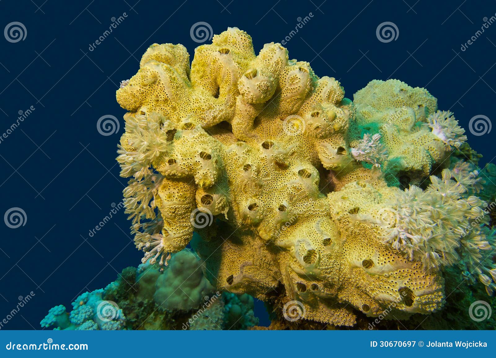 Coral Reef with Great Yellow Sea Sponge at the Bottom of Tropical Sea ...