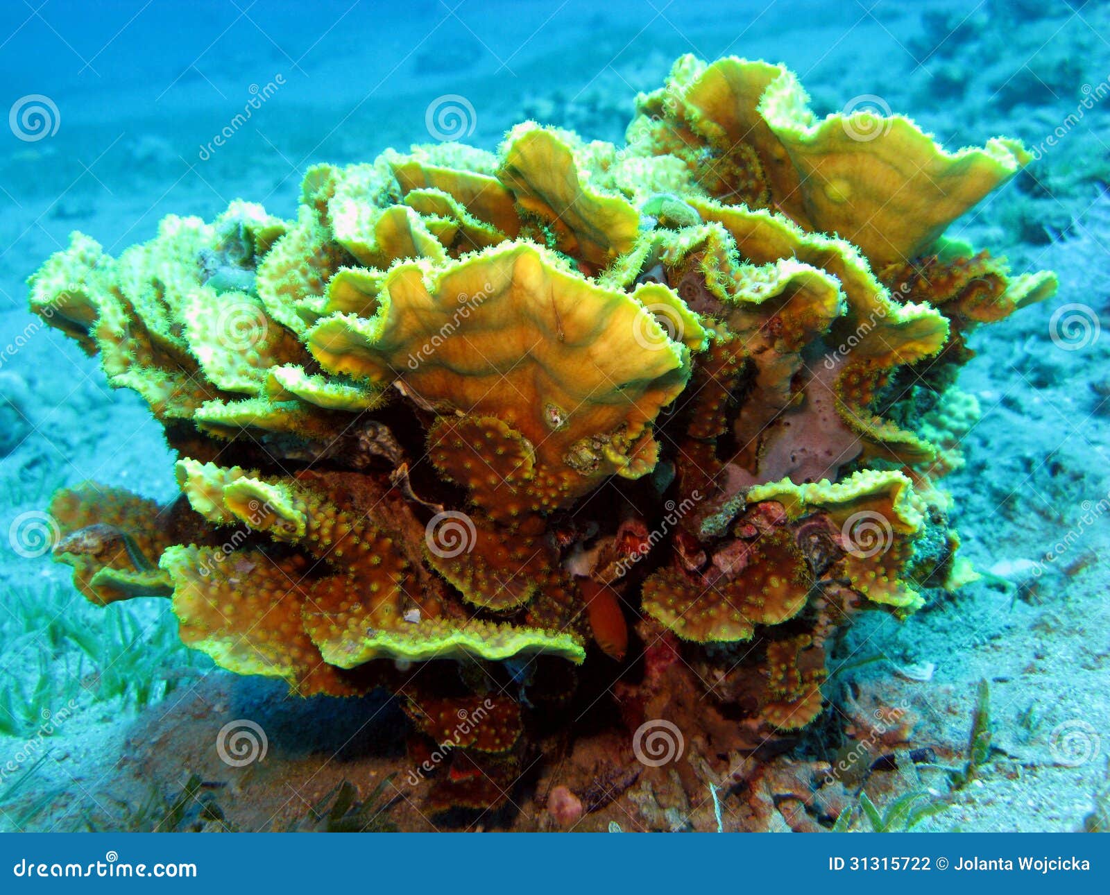 Coral Reef with Hard Coral Turbinaria Mesenterina at the Bottom of ...