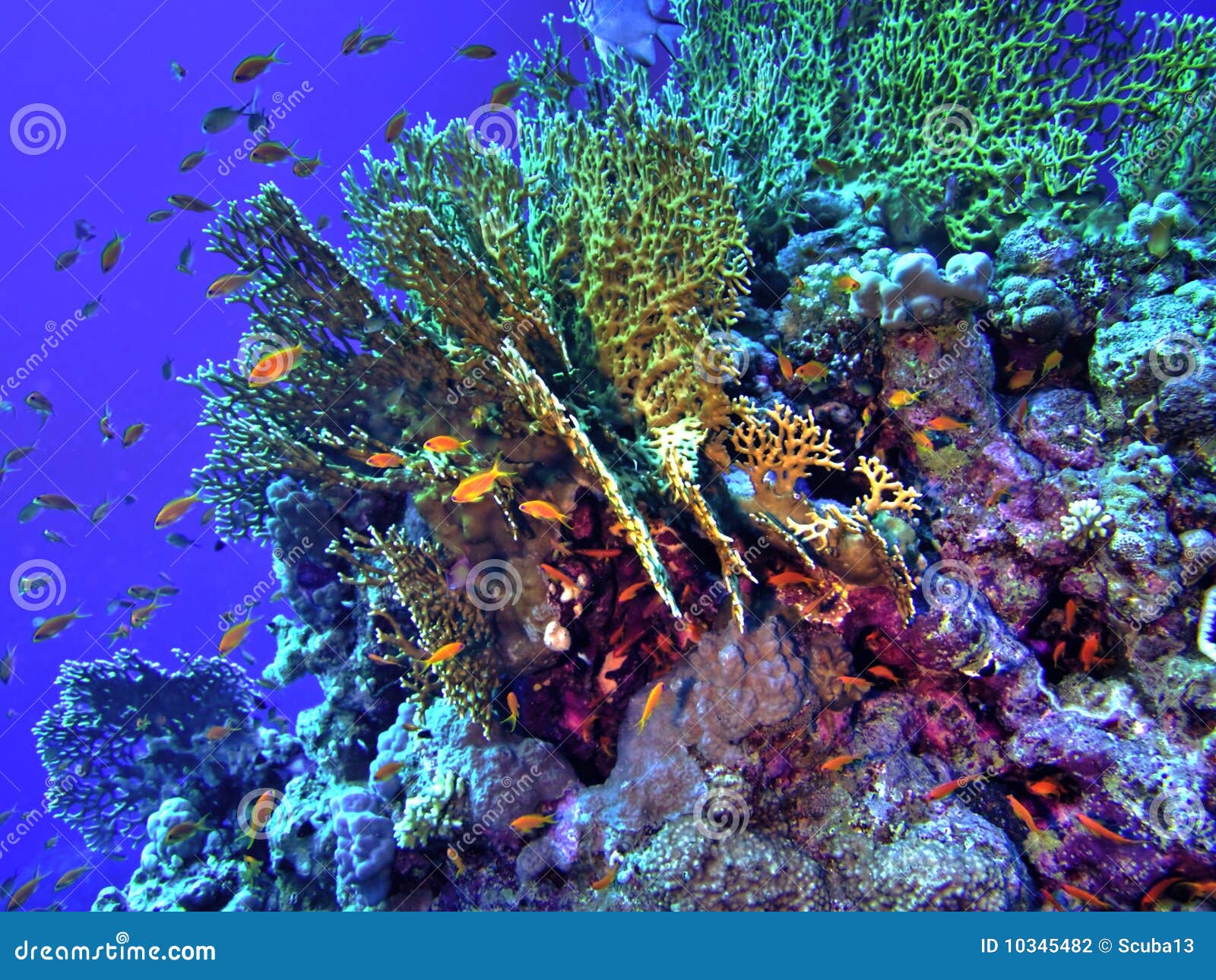 Coral reef / HDR version stock photo. Image of diving 10345482