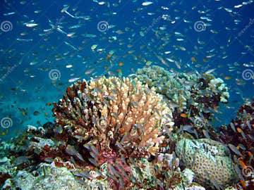 Coral reef Indonesia stock image. Image of holiday, coral - 516583