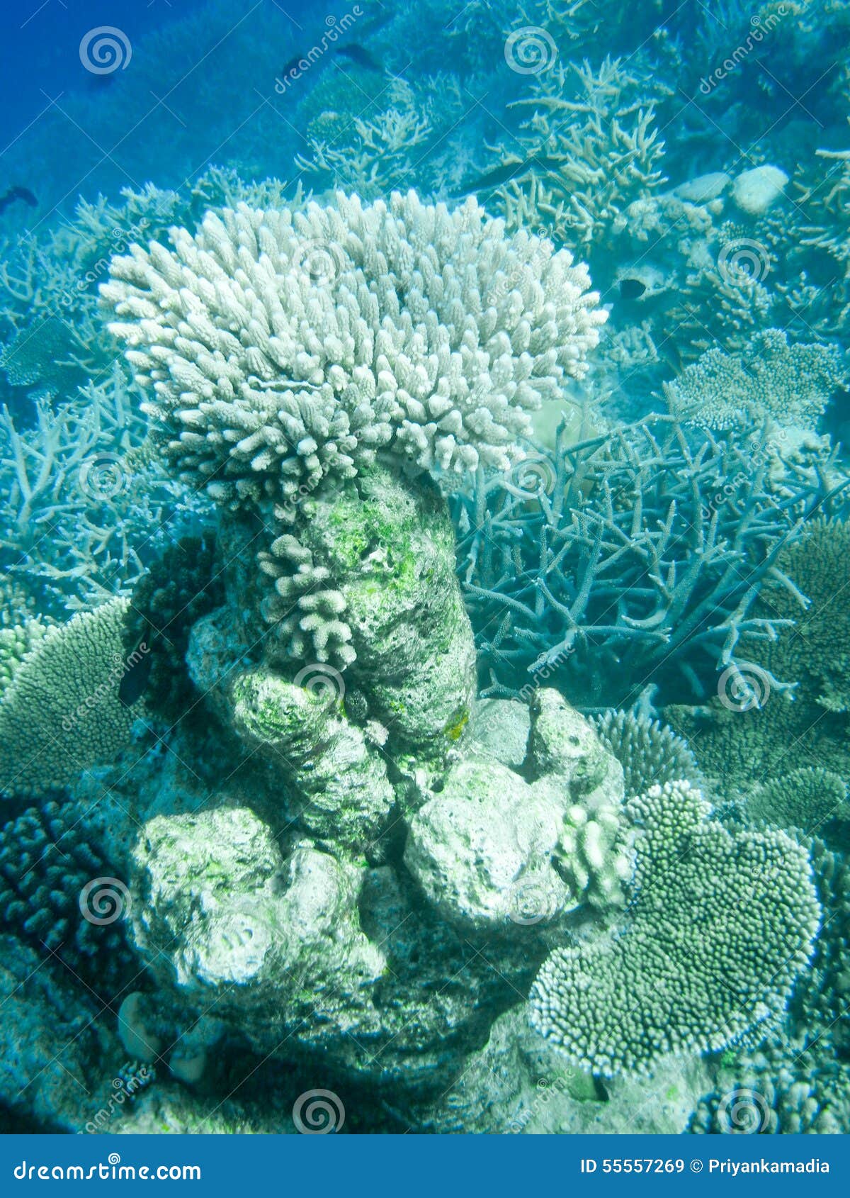 Coral Reef in Maldives, Indian Ocean Stock Image - Image of relax ...