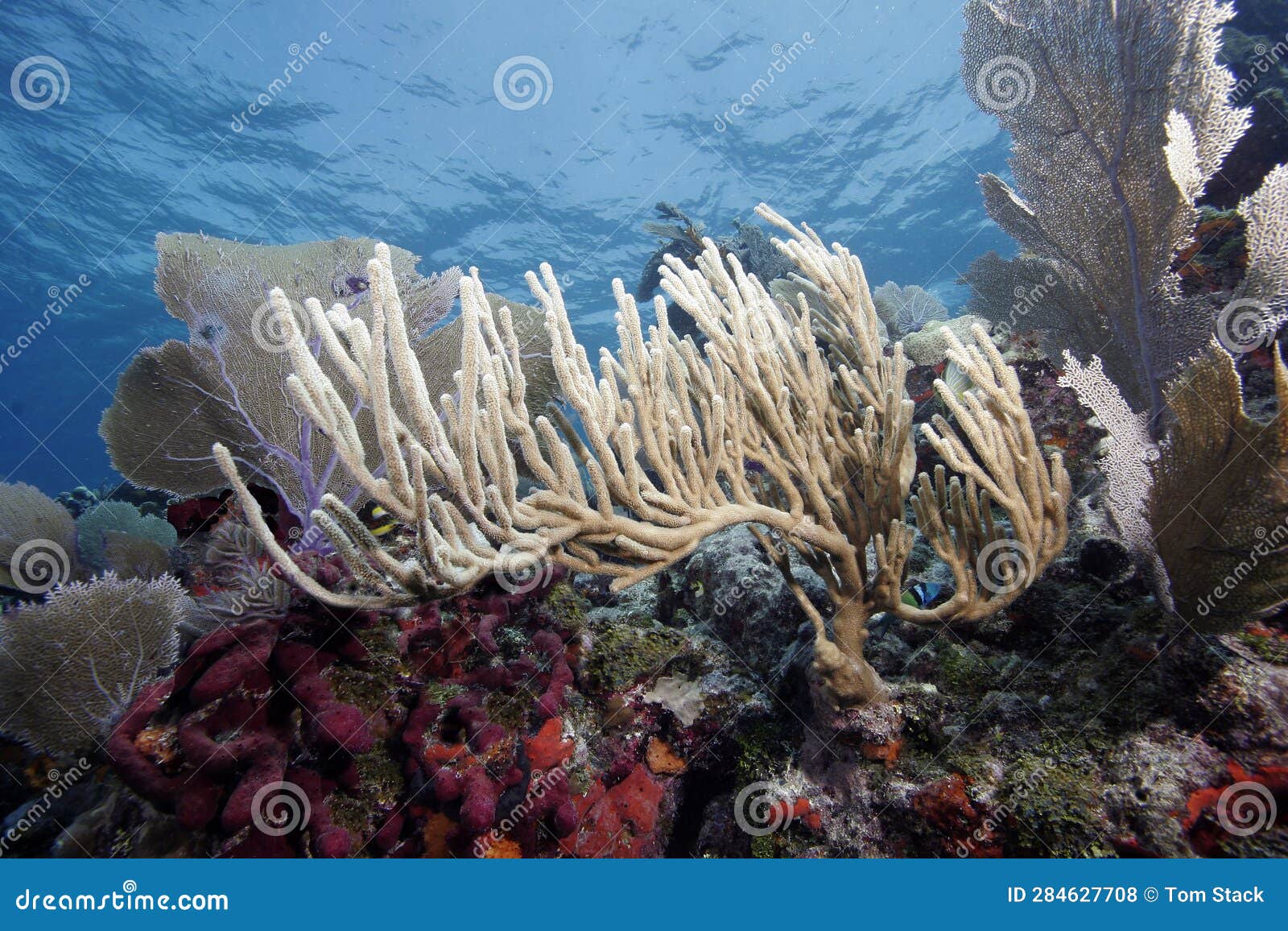 Coral Reef, in the Florida Keys National Marine Sanctuary Stock Photo