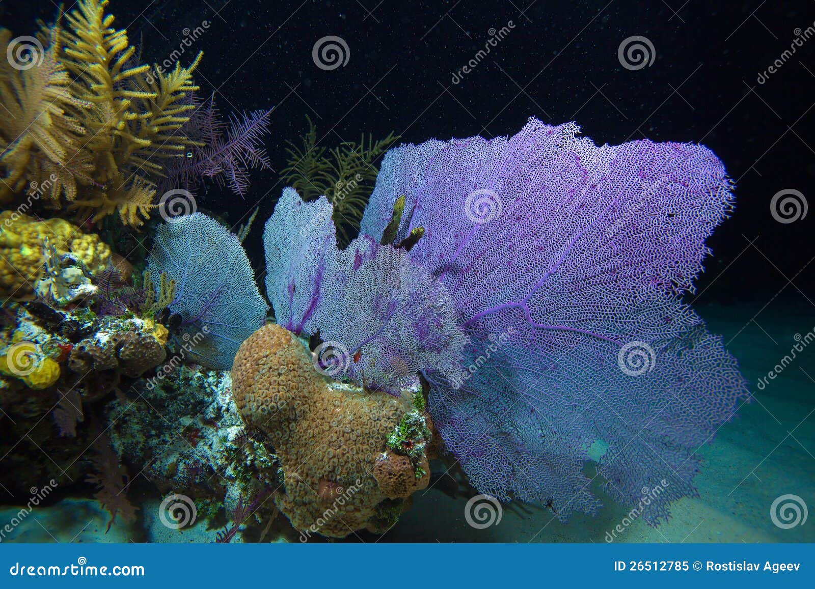 Coral Reef during Night Dive, Cayo Largo, Cuba Stock Image - Image of ...