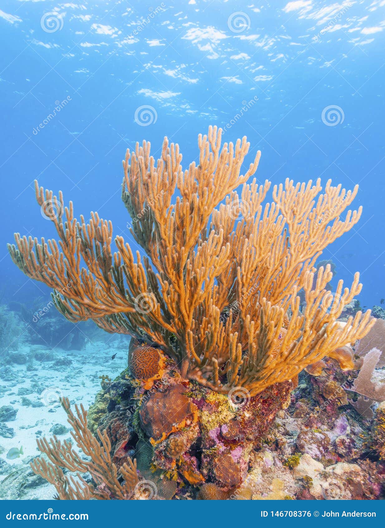 Coral Reef Off the Coast of Raotan Honduras Stock Photo Image of