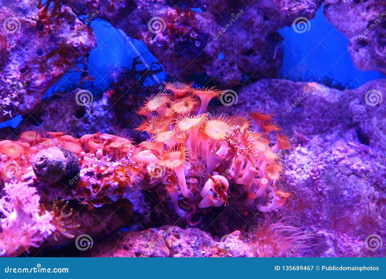 Coral Reef, Coral, Reef, Purple Picture. Image 135689467