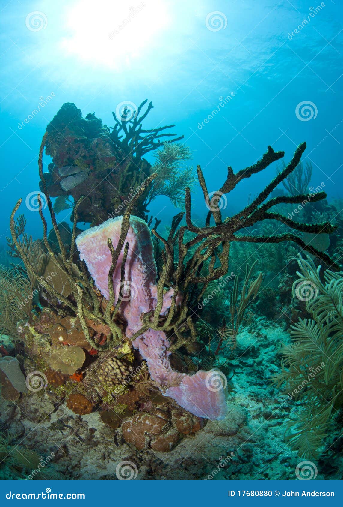Coral Reef Purple Vase Sponge Stock Photo Image of america, life