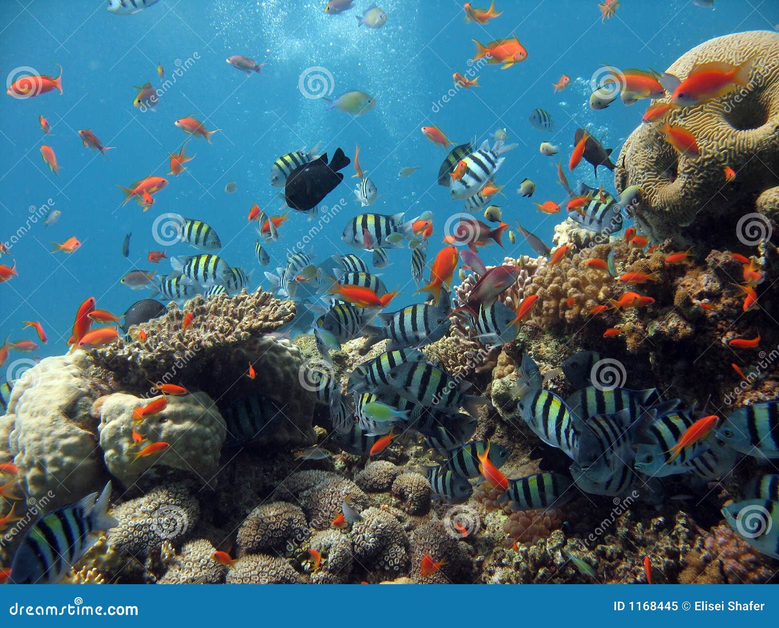 Coral Reef Scene stock image. Image of bahamas, animal - 1168445